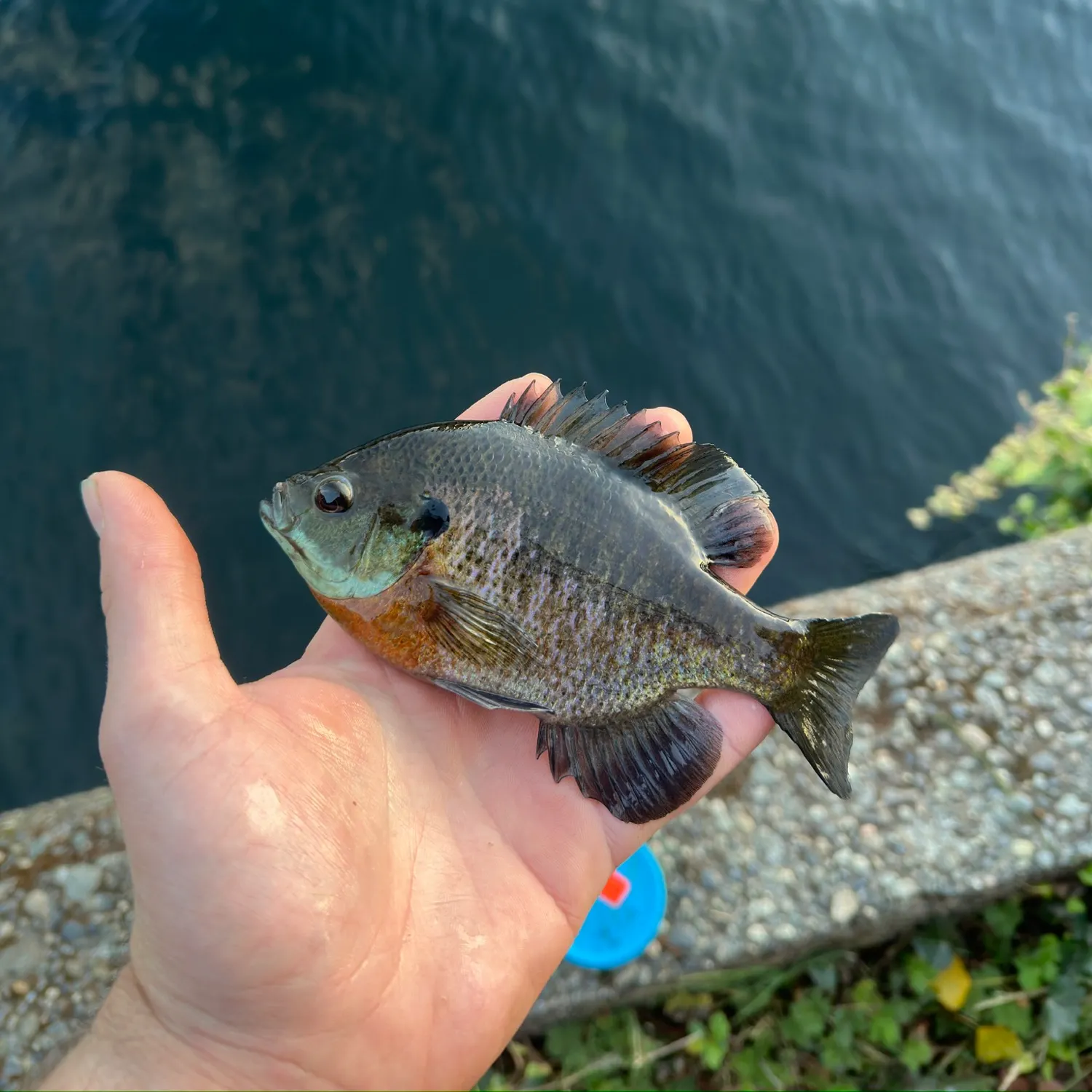 Bluegill caught on Fishbrain