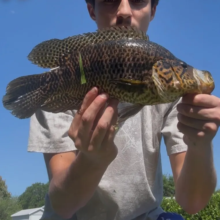 The most recent Jaguar cichlid catches on Fishbrain