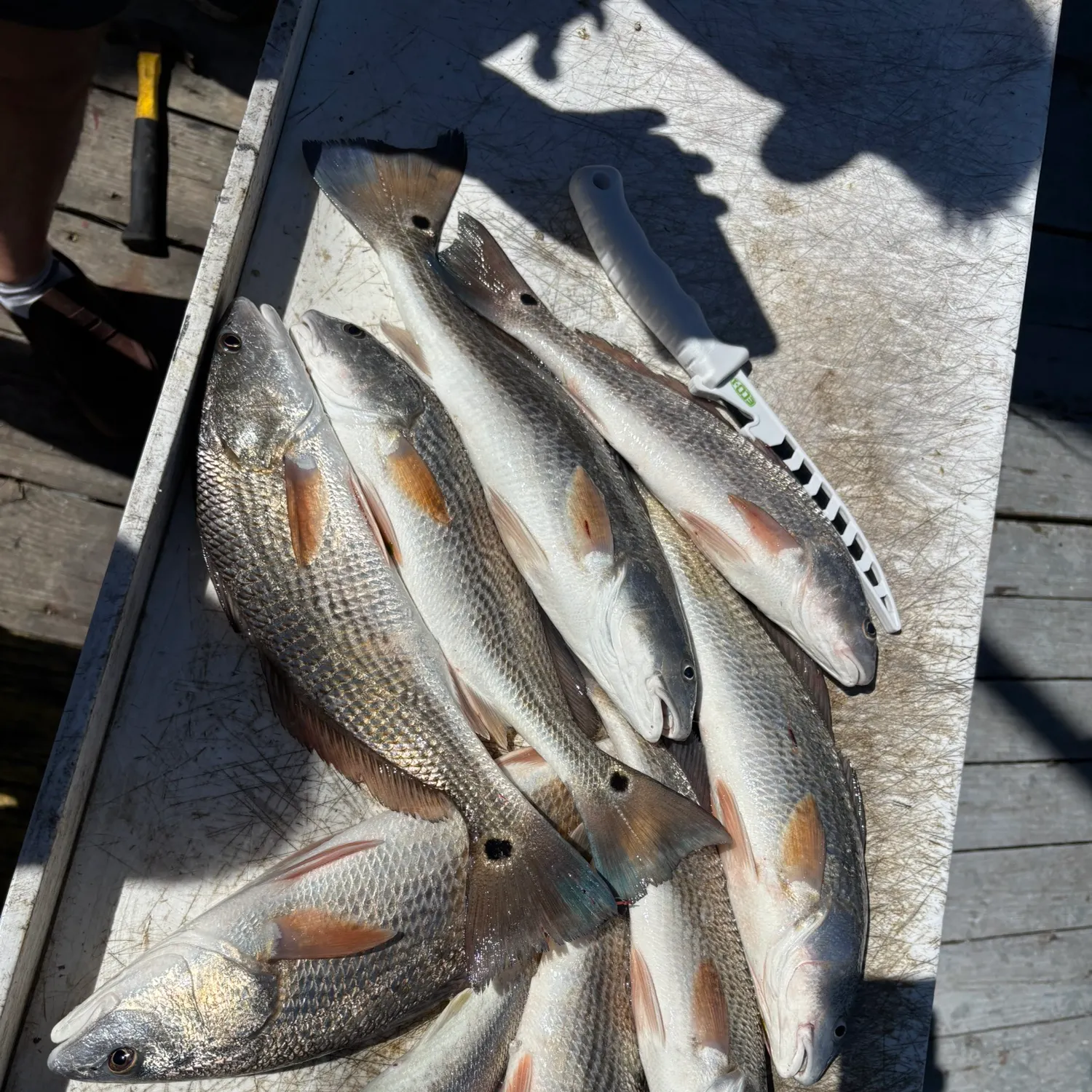 recently logged catches