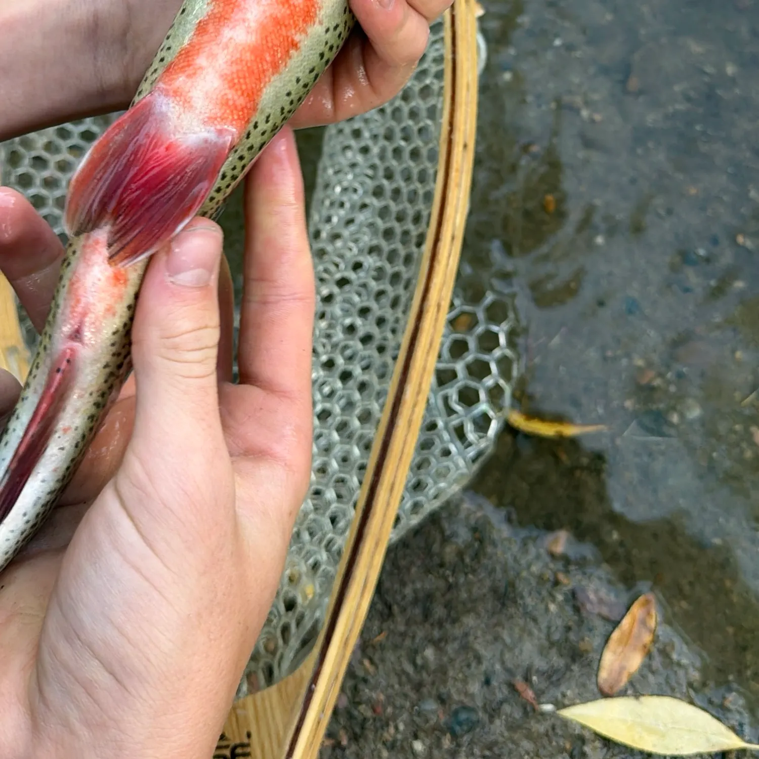 Cutbow caught on Fishbrain