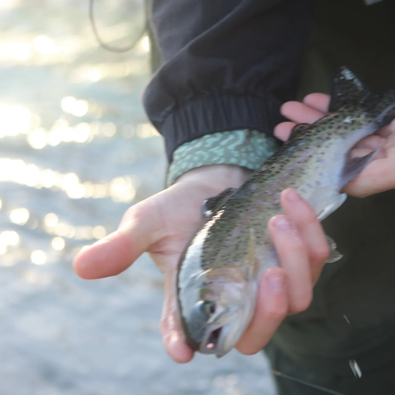 Rainbow trout caught on Fishbrain