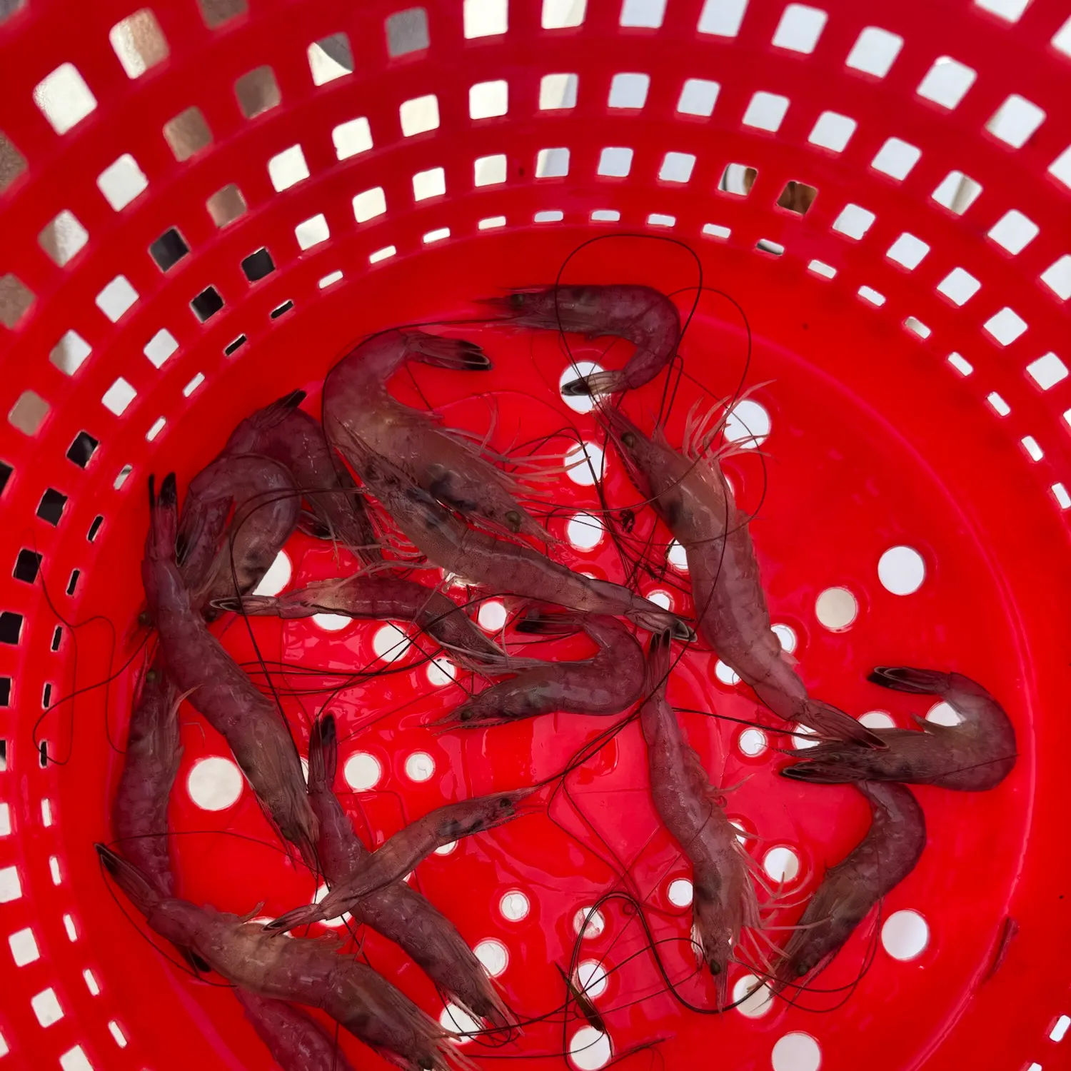 The most recent Shrimp scad catches on Fishbrain