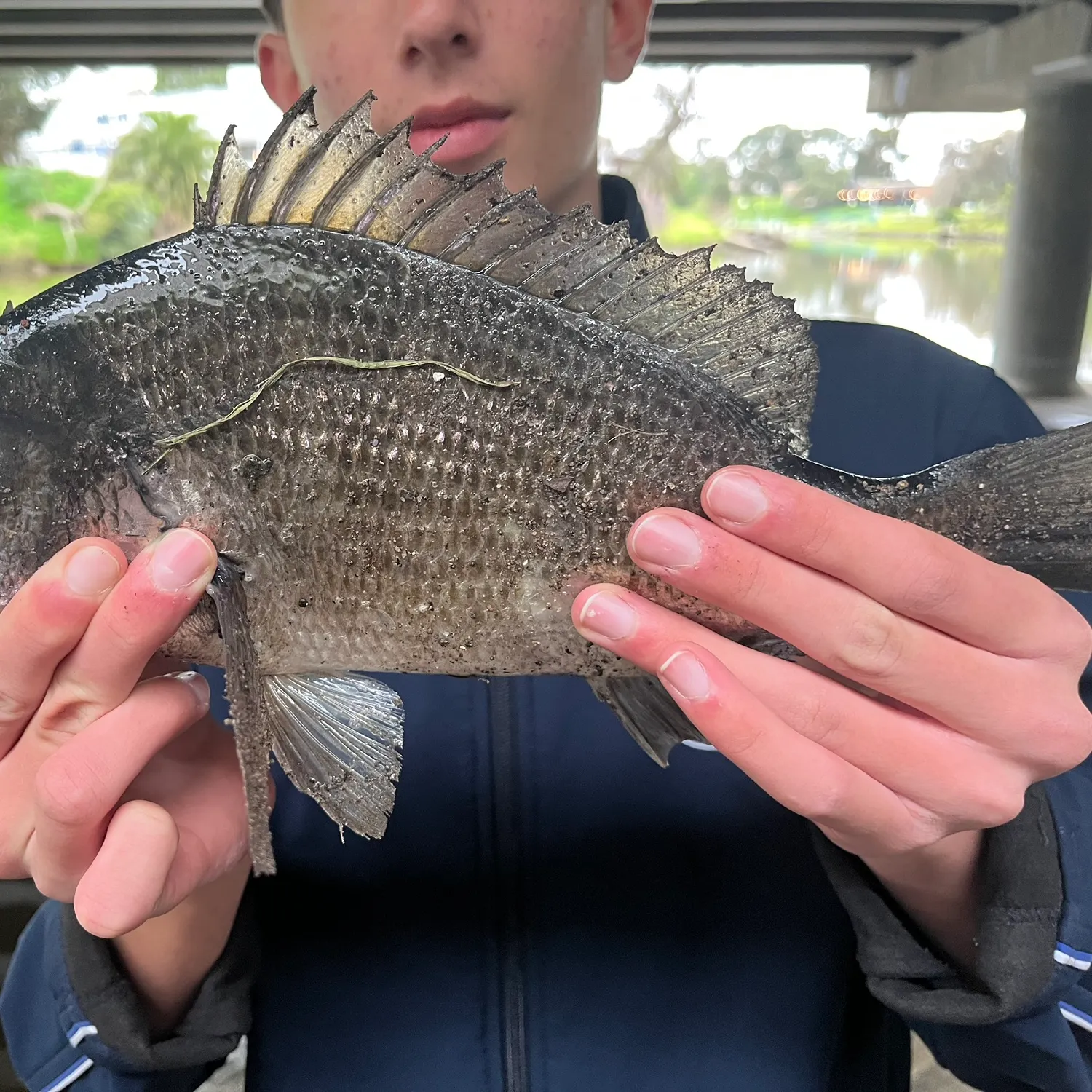 The most recent Southern black bream catches on Fishbrain