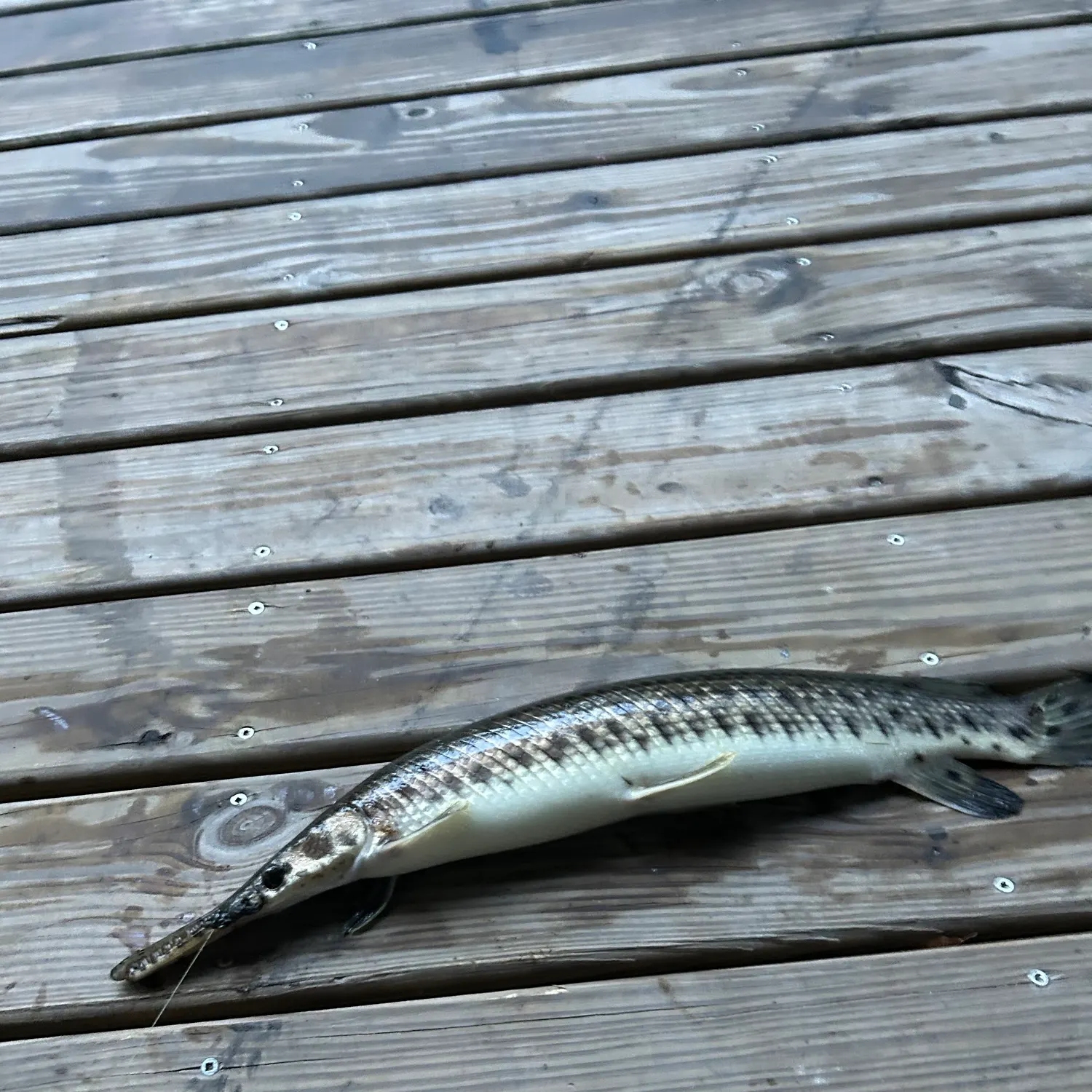 Spotted gar caught on Fishbrain