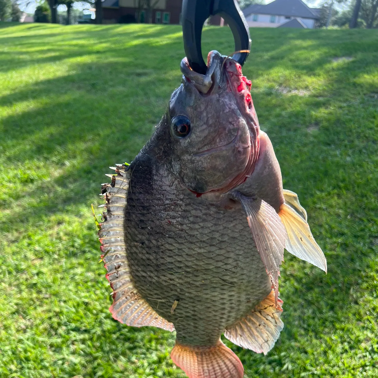 catch