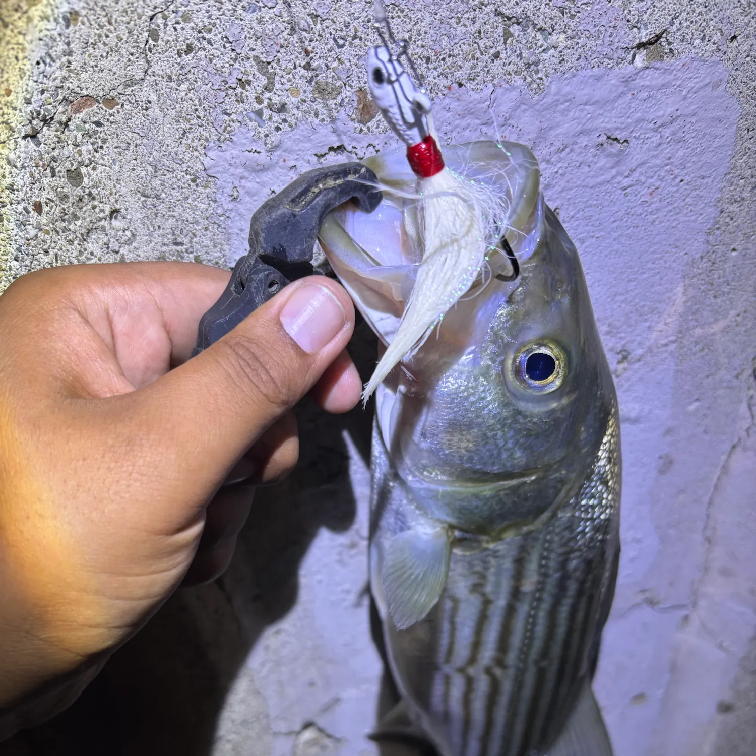 Striped bass caught on Fishbrain