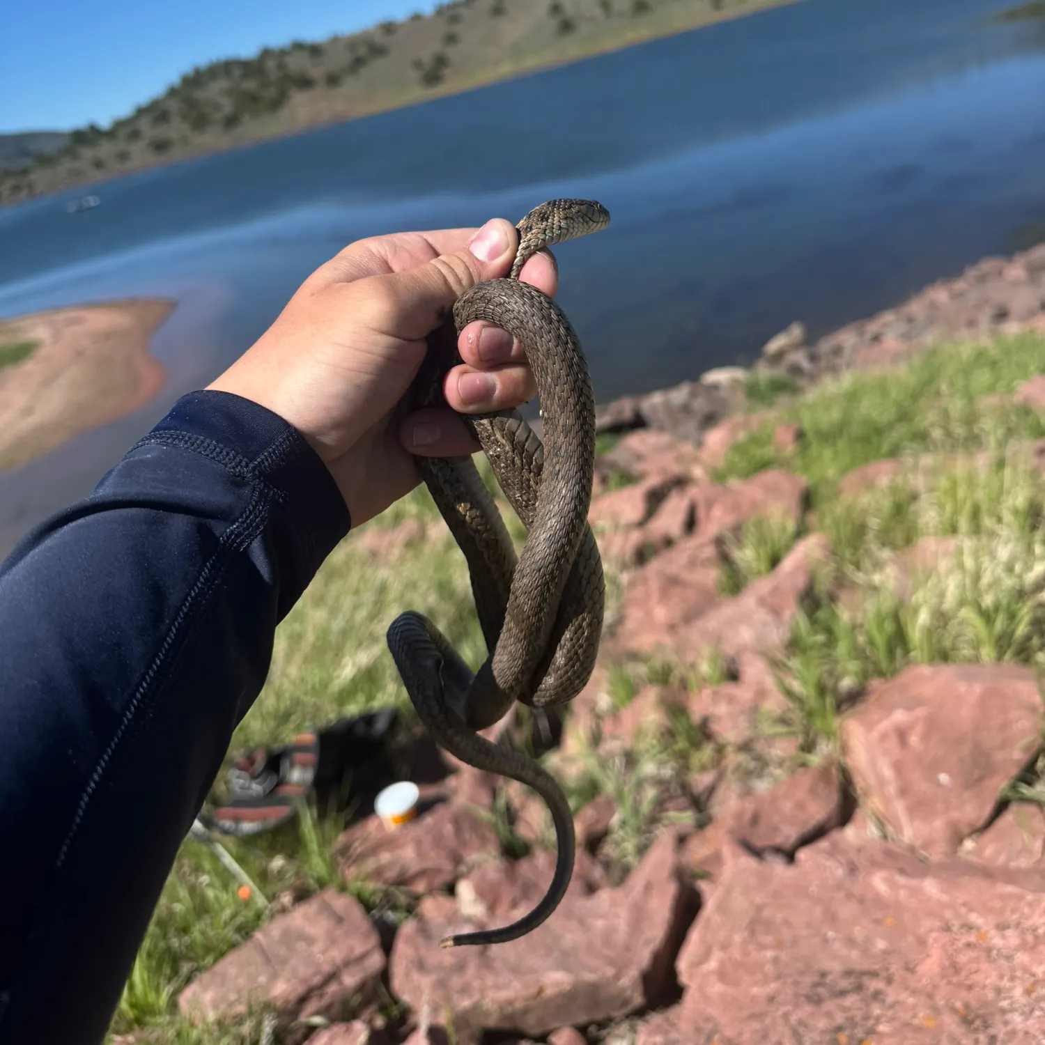 The most recent Serpent eel catches on Fishbrain