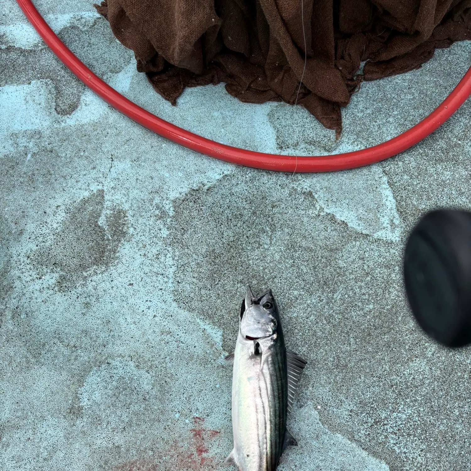 The most recent Striped bonito catches on Fishbrain