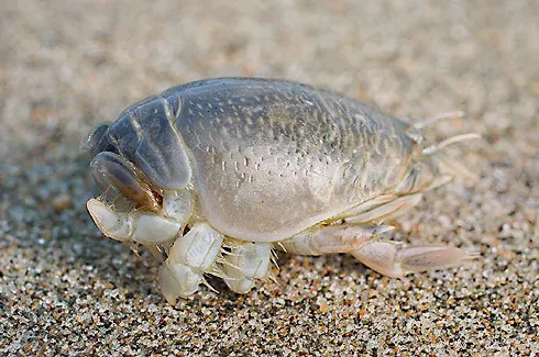 Shellfish