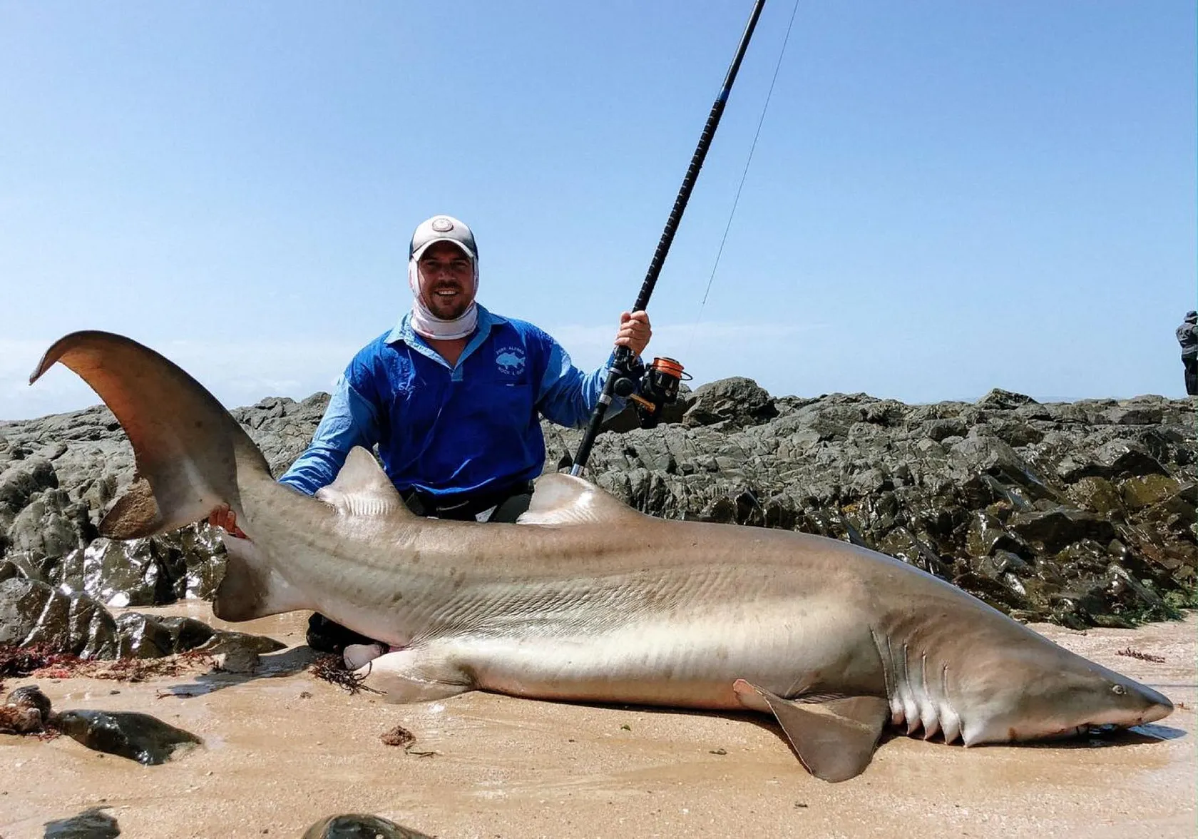 Sand tiger shark