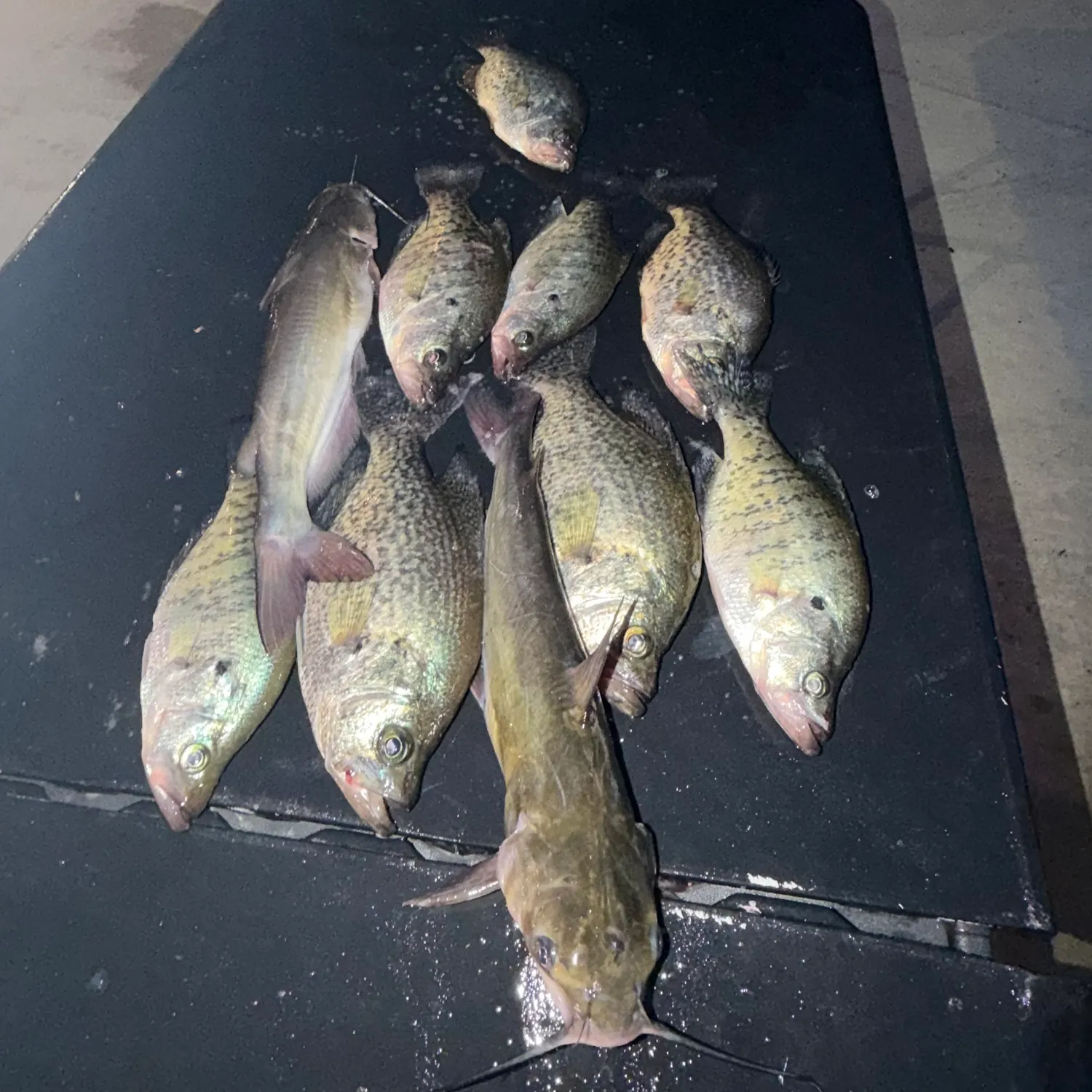 recently logged catches