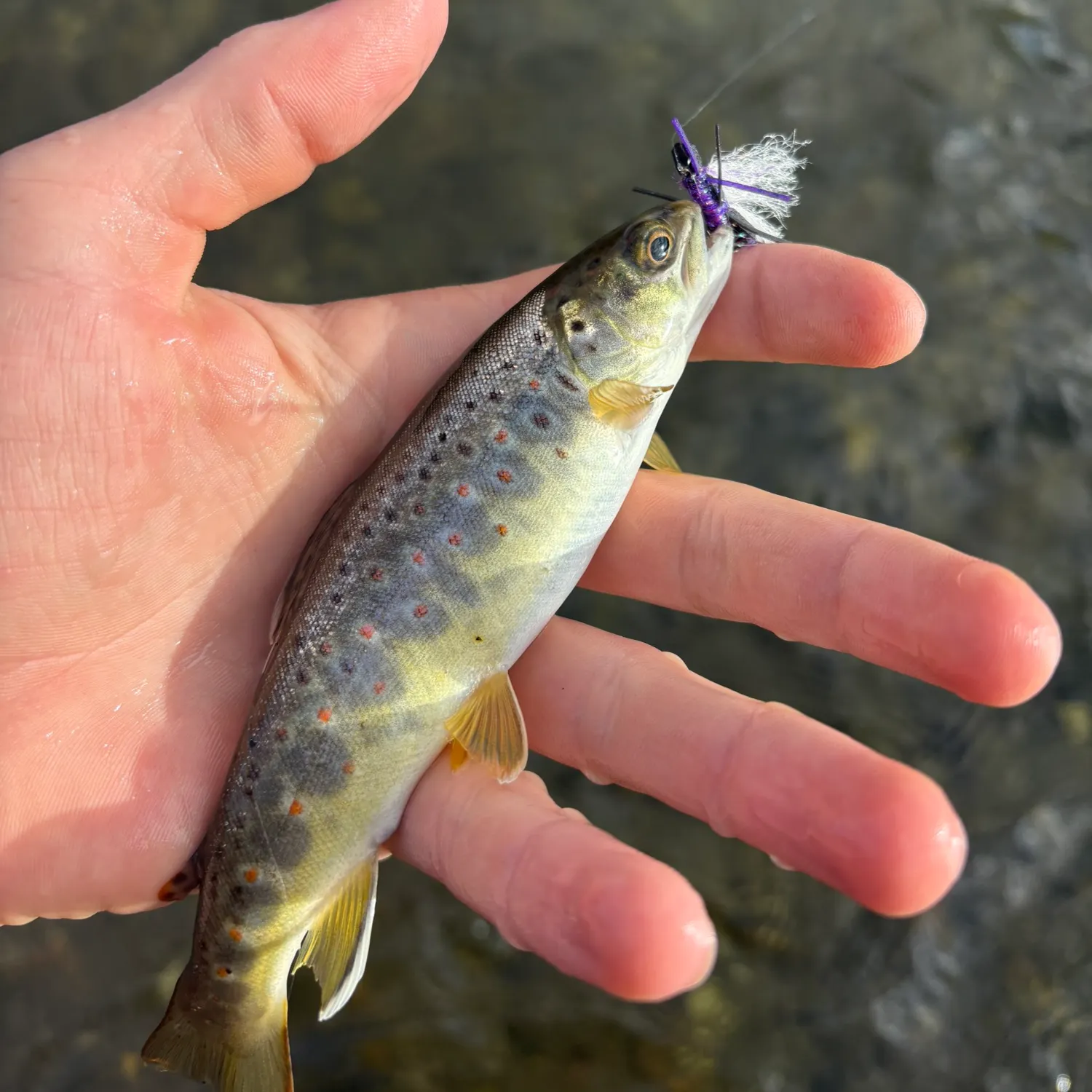 Brown trout caught on Fishbrain