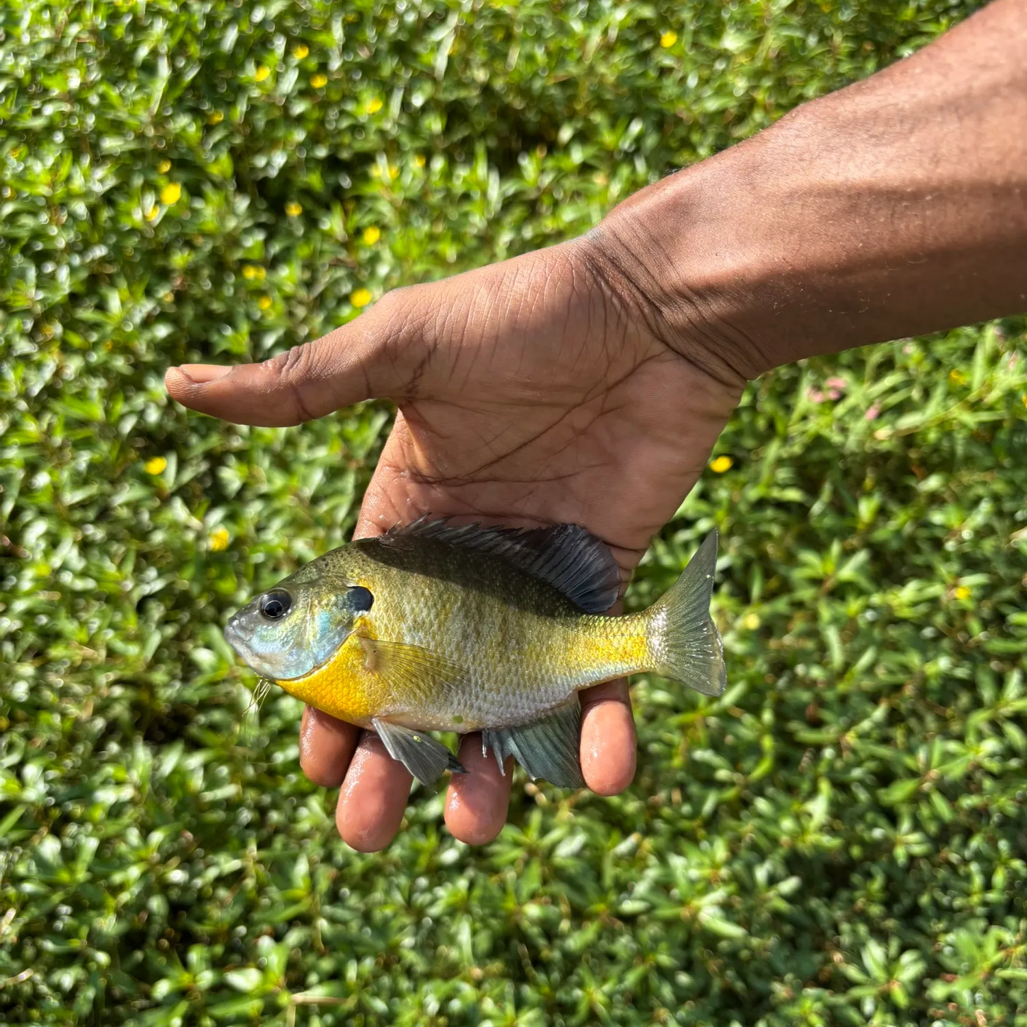 Bluegill caught on Fishbrain