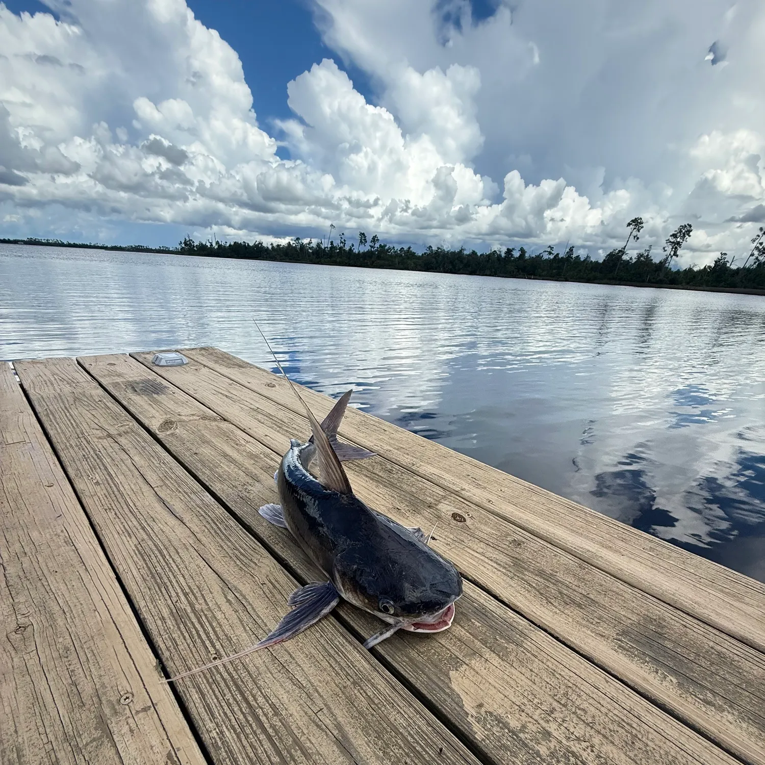 Gafftopsail sea catfish caught on Fishbrain