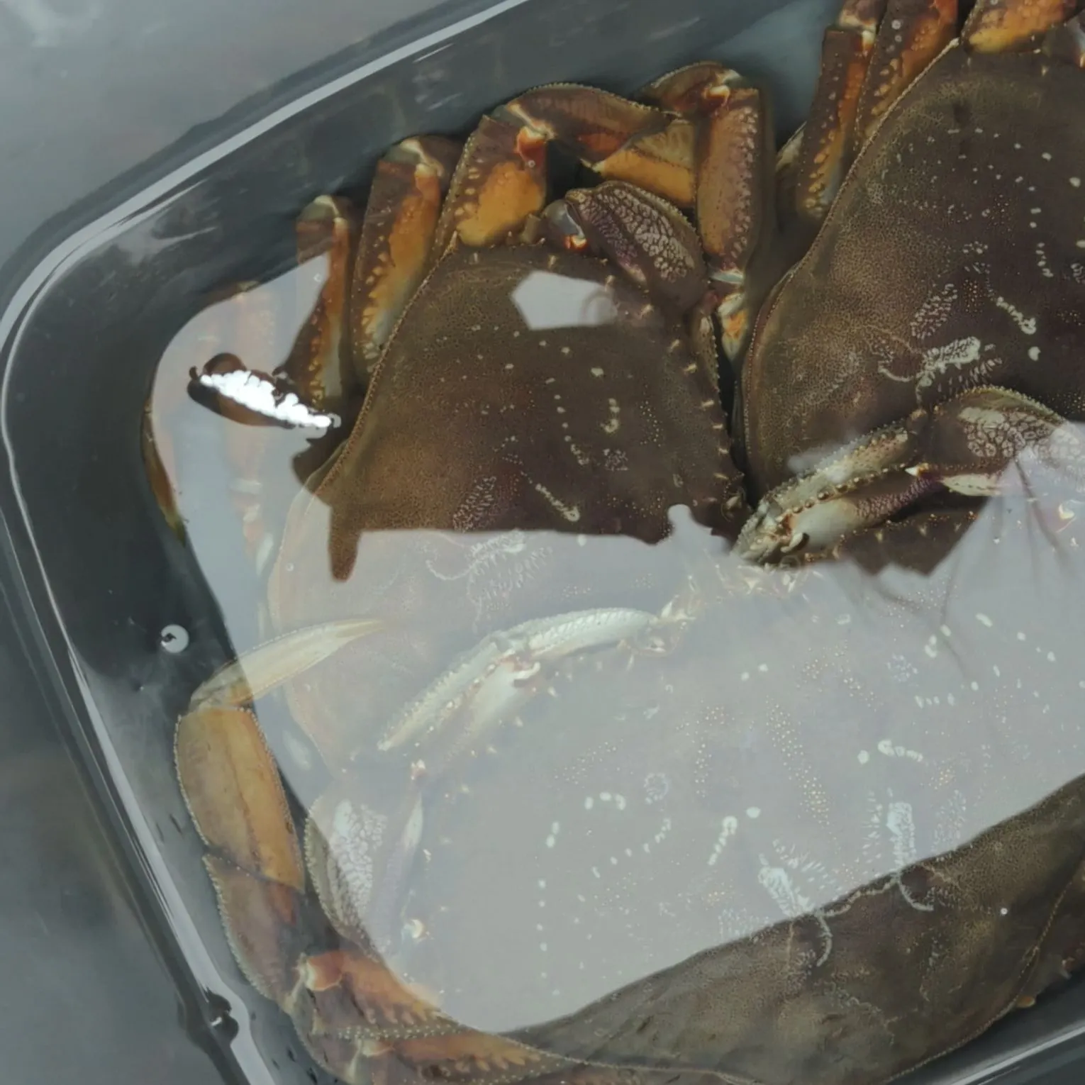 Dungeness crab caught on Fishbrain