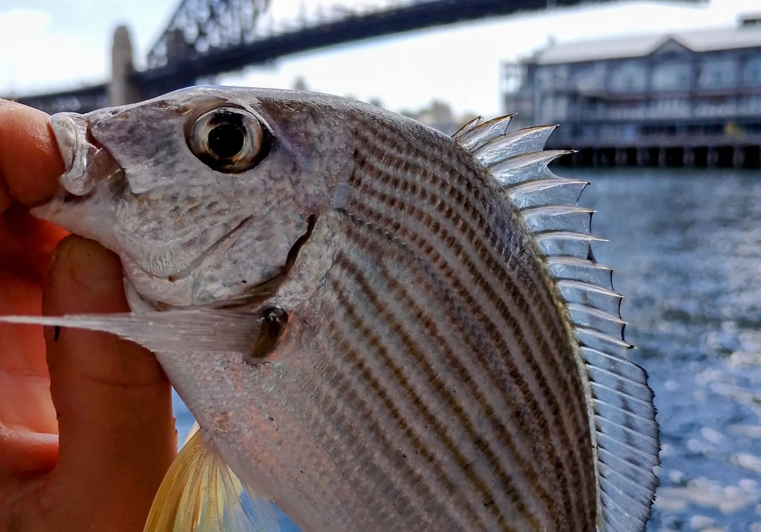 Goldlined seabream