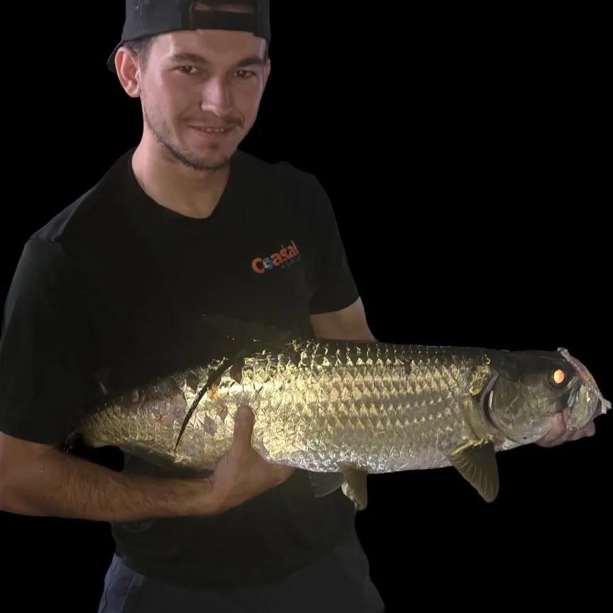 Tarpon caught on Fishbrain