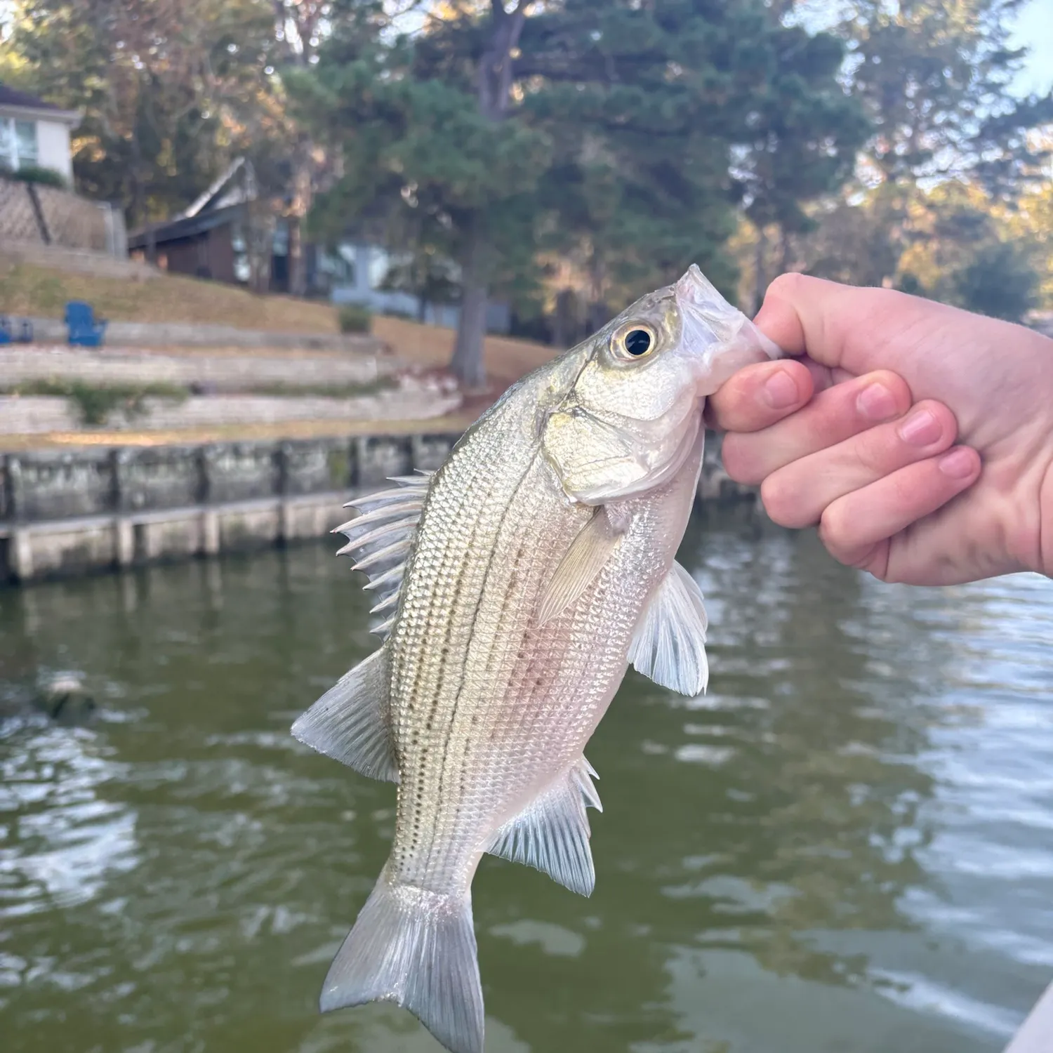 White bass caught on Fishbrain