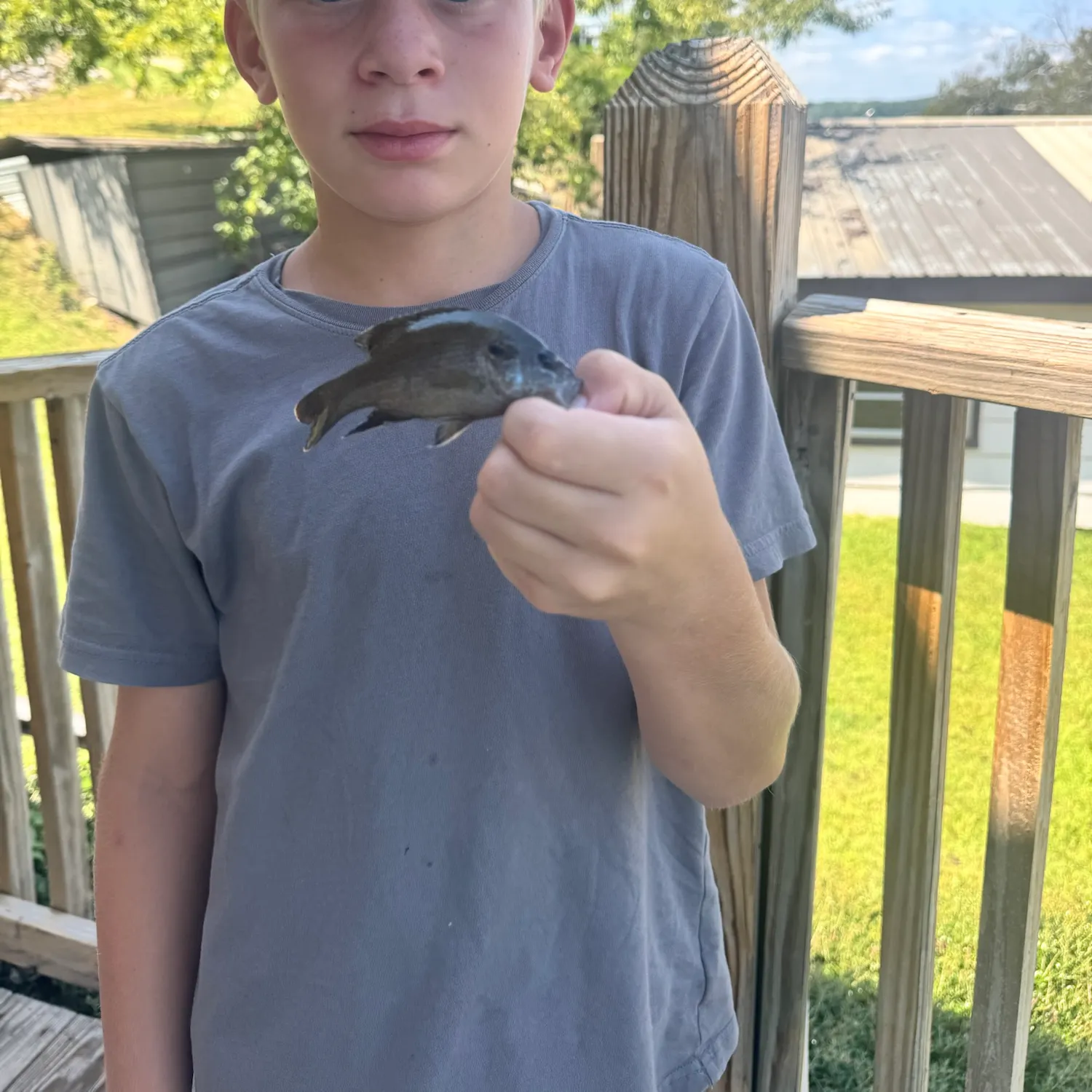 Fish caught on Fishbrain