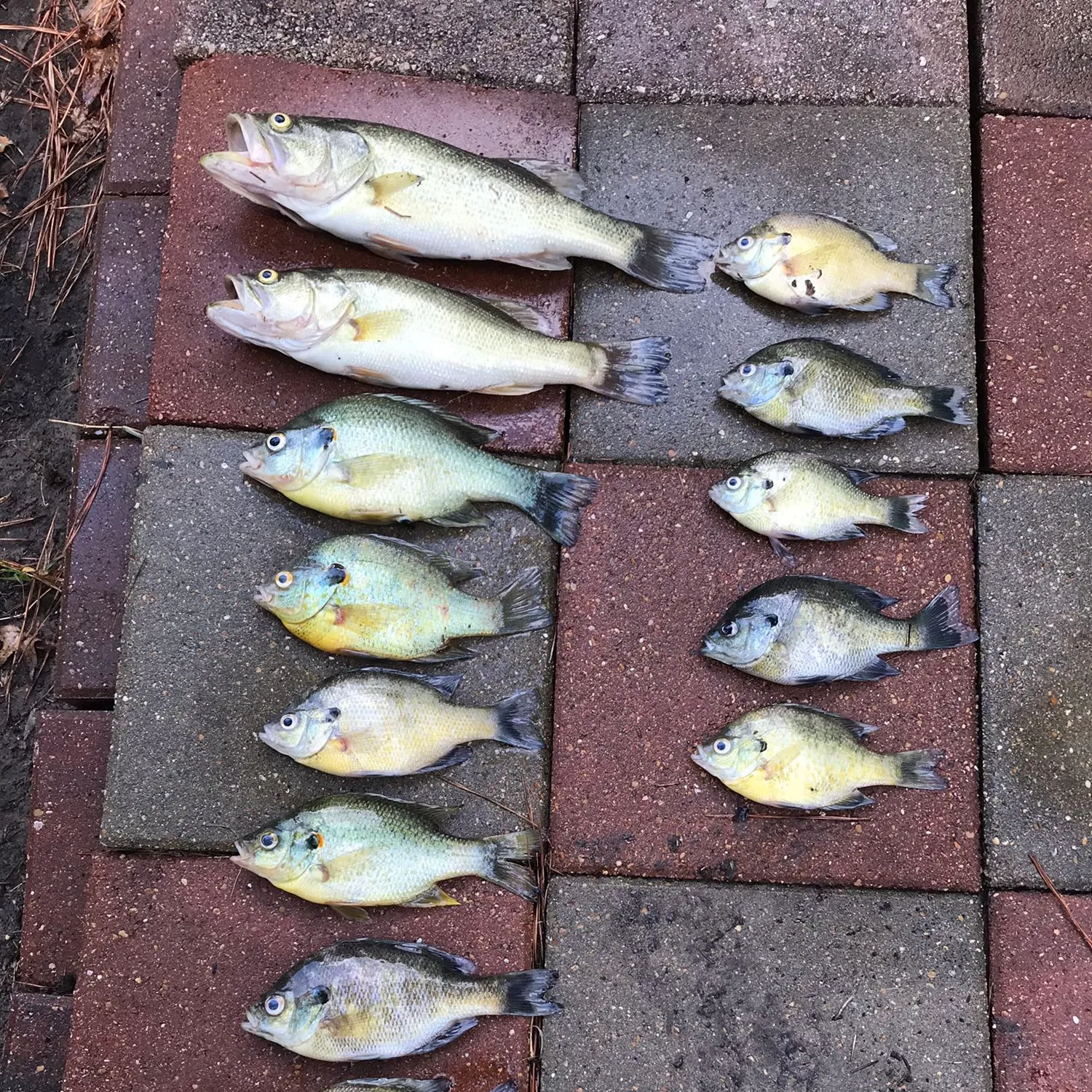 recently logged catches