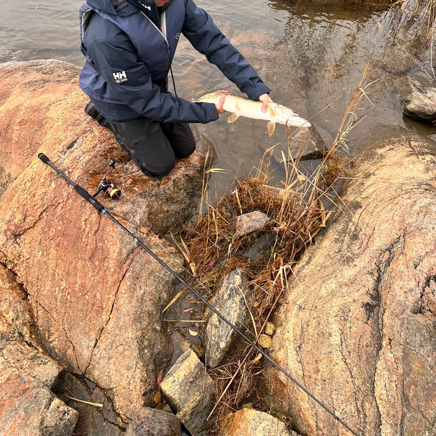 Northern pike caught on Fishbrain