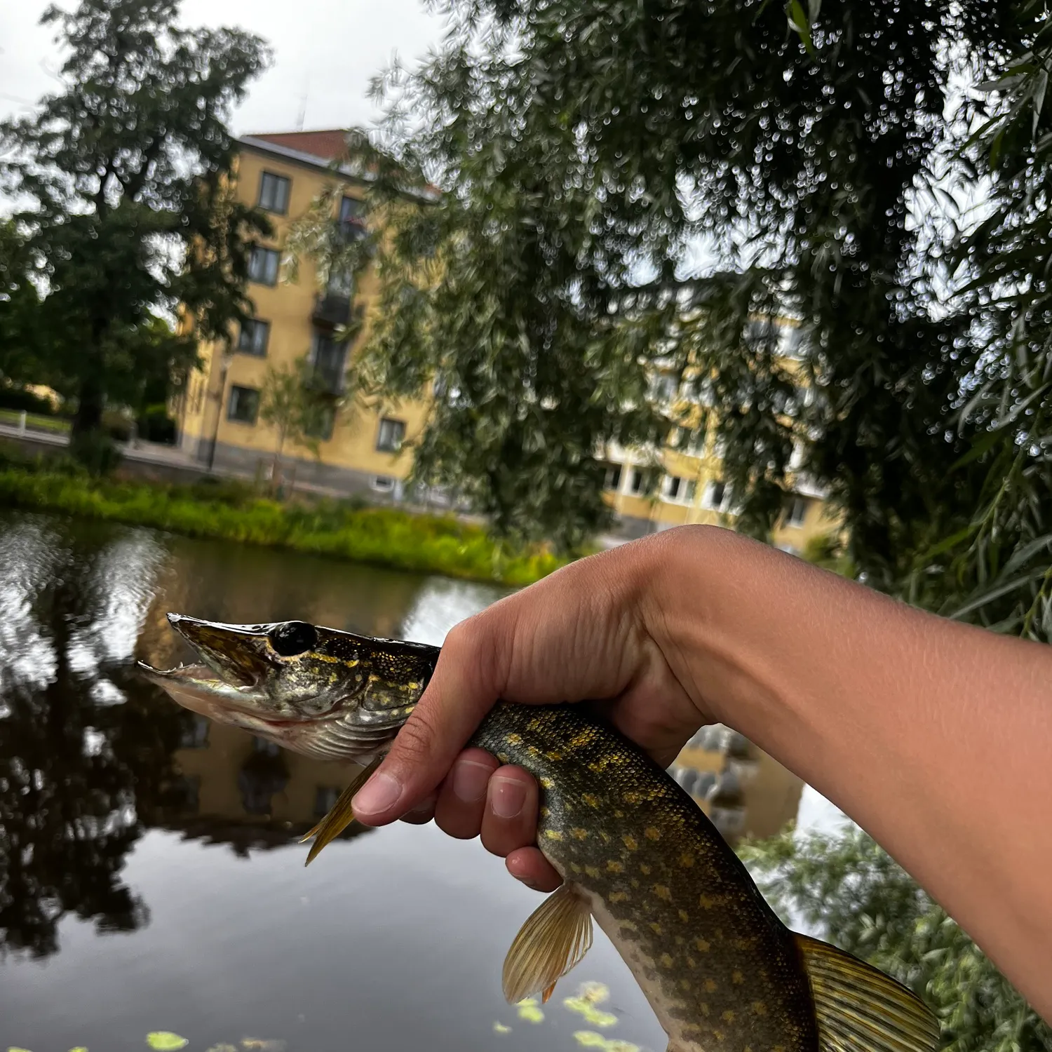 catch