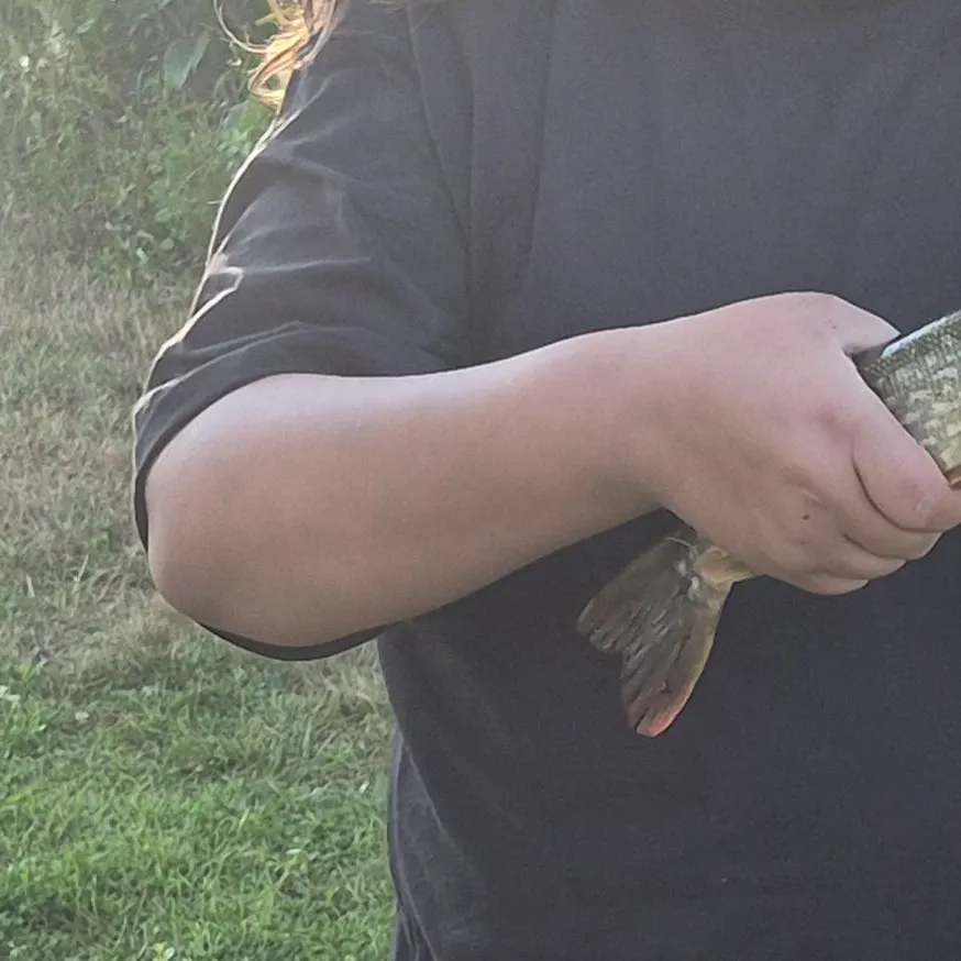 Northern pike caught on Fishbrain