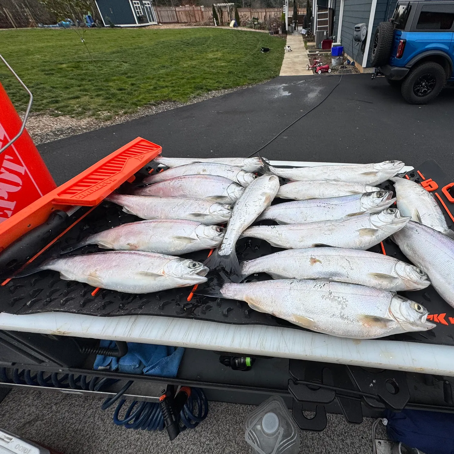 The most recent Kokanee salmon catches on Fishbrain