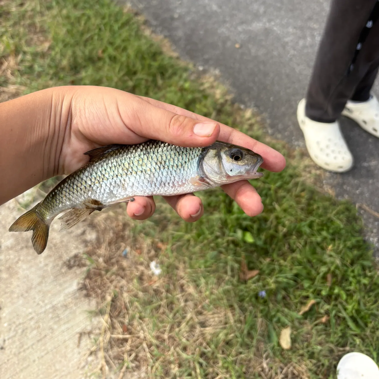 Fallfish caught on Fishbrain