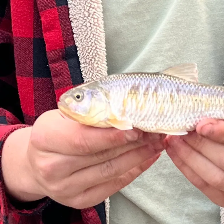 The most recent Common shiner catches on Fishbrain