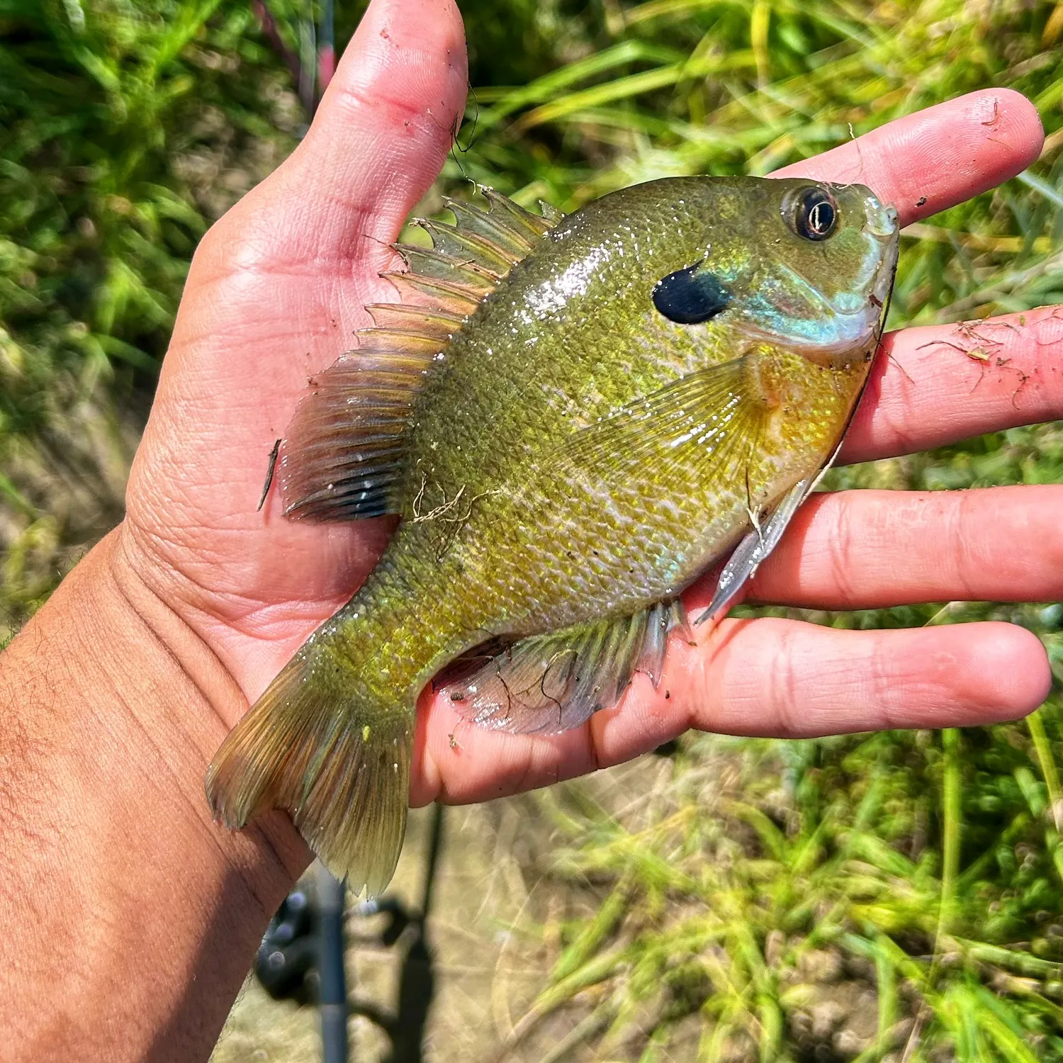 Bluegill caught on Fishbrain