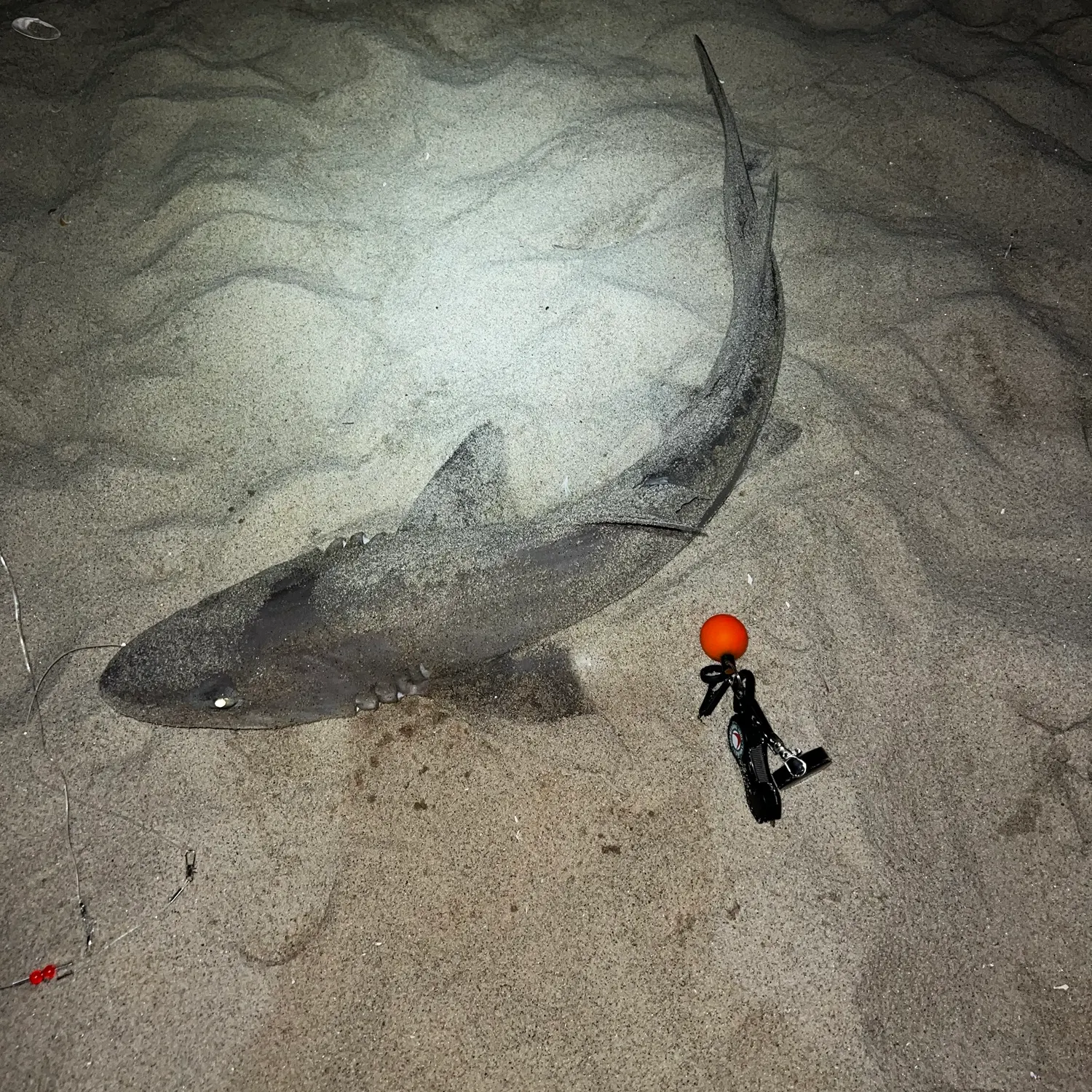 Dusky smooth-hound caught on Fishbrain