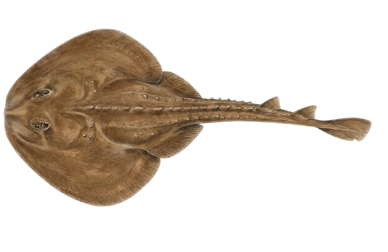 Thornback guitarfish