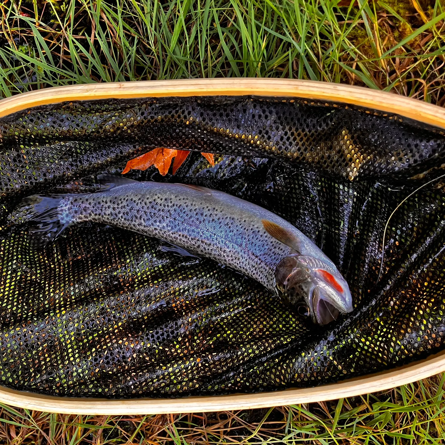 Coastal cutthroat trout caught on Fishbrain