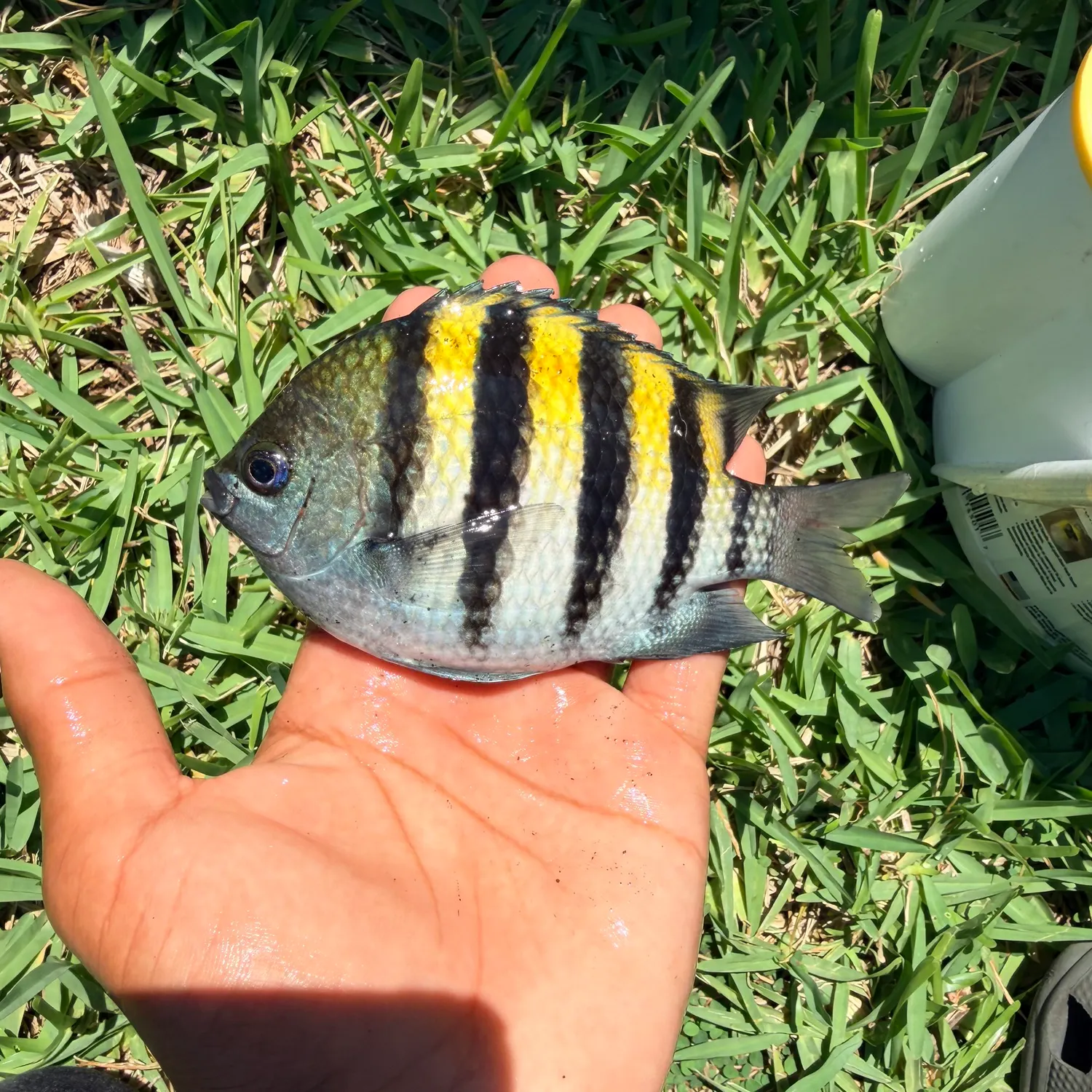 The most recent Sergeant-major catches on Fishbrain
