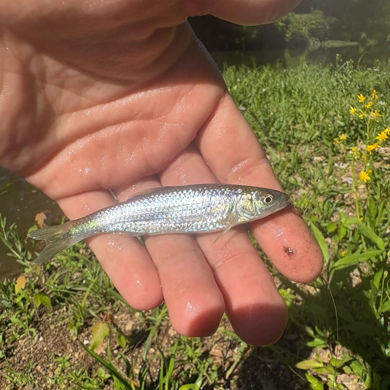 The most recent Spottail shiner catches on Fishbrain