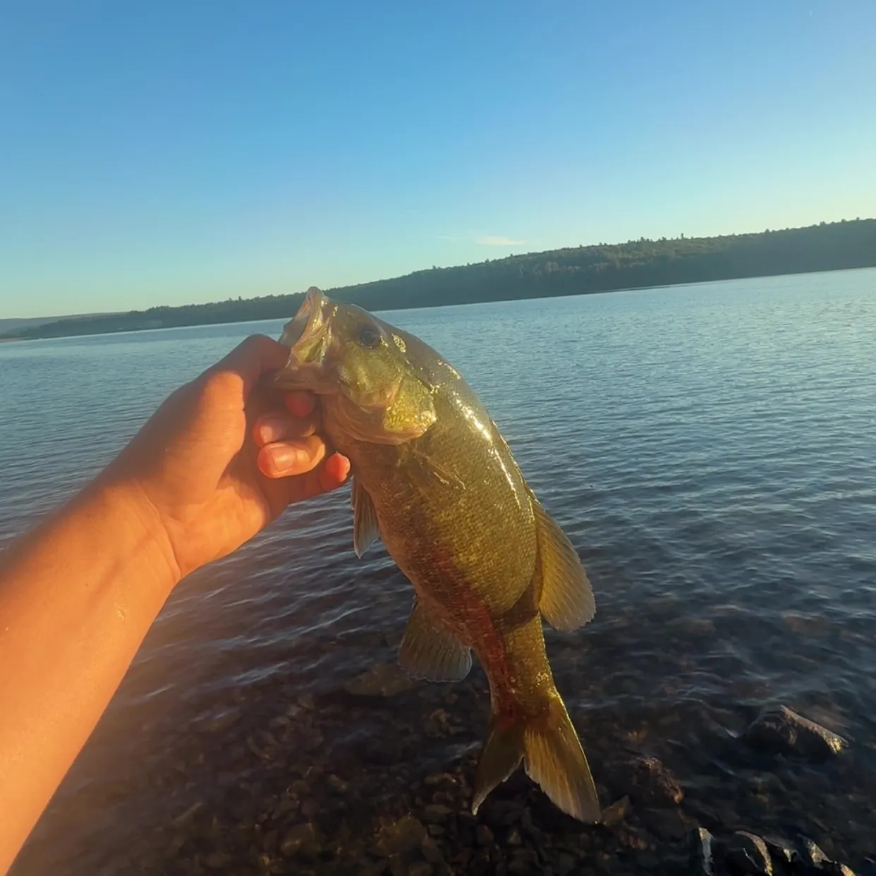 Smallmouth bass caught on Fishbrain