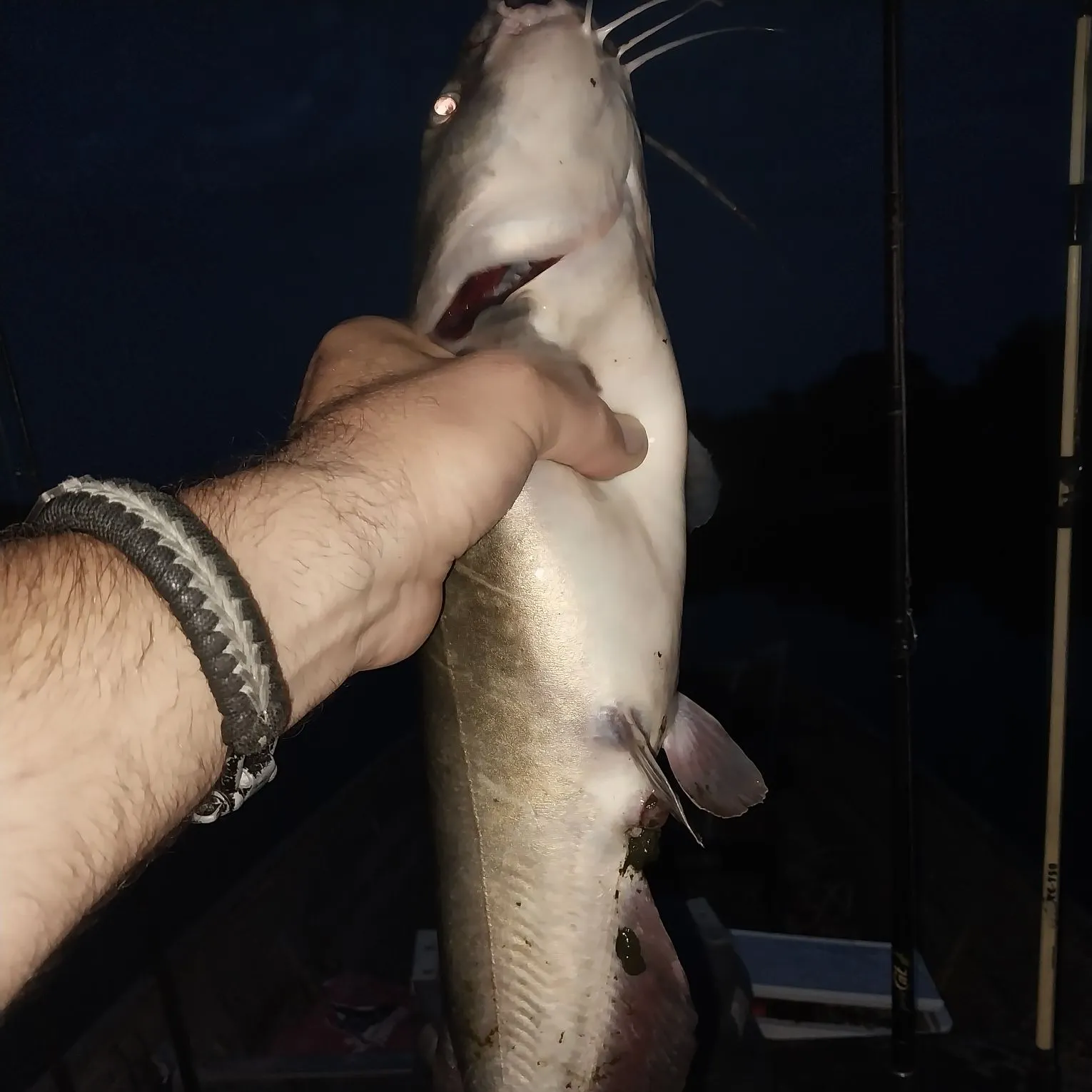 Channel catfish caught on Fishbrain