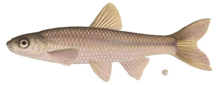 Baitfish