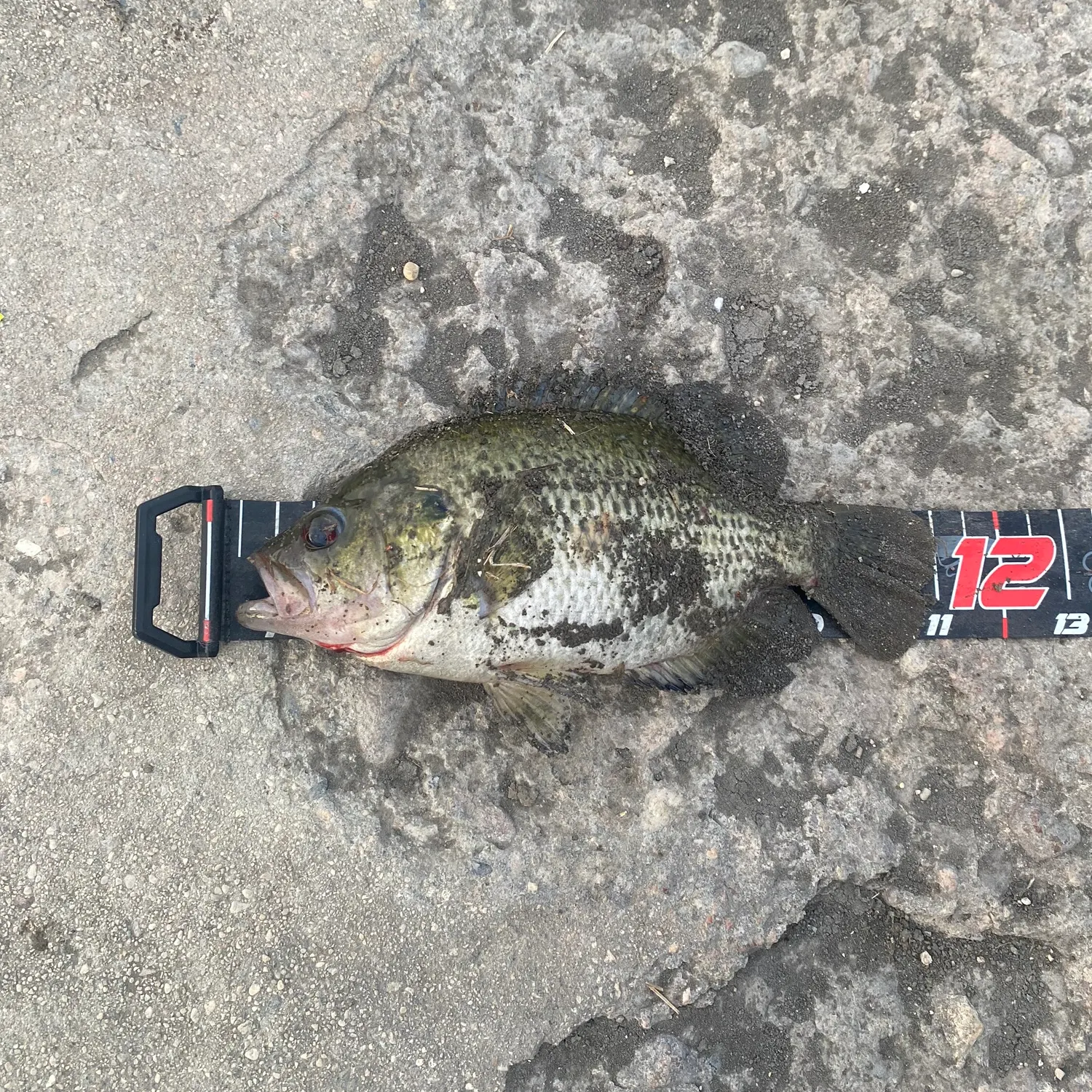 Rock bass caught on Fishbrain
