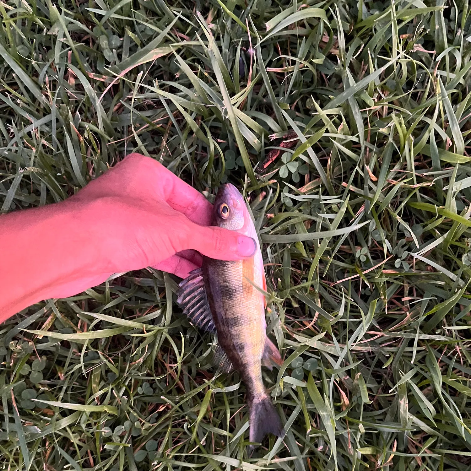 Yellow perch caught on Fishbrain
