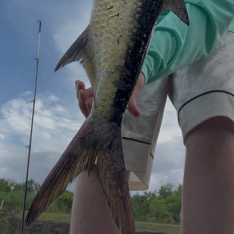 Tarpon caught on Fishbrain