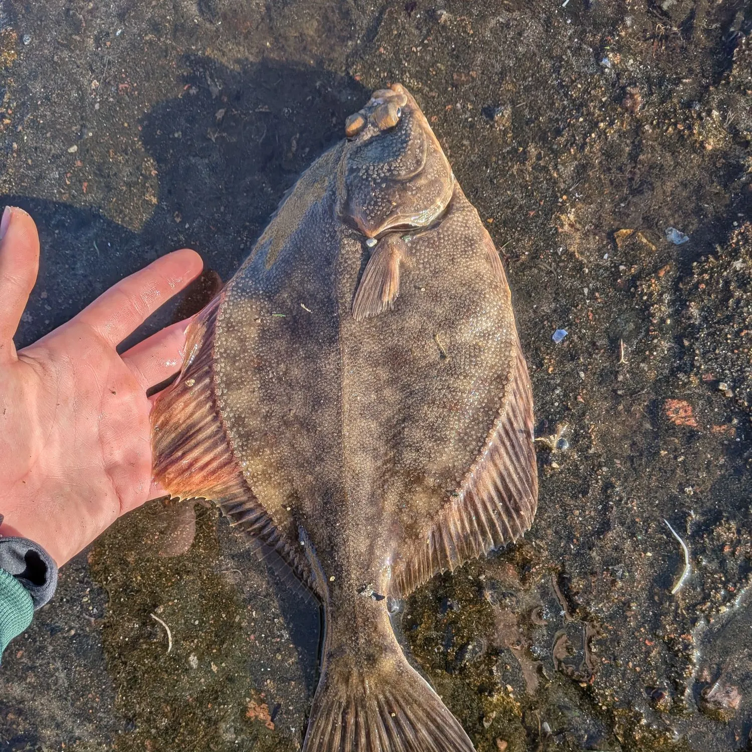 European flounder caught on Fishbrain