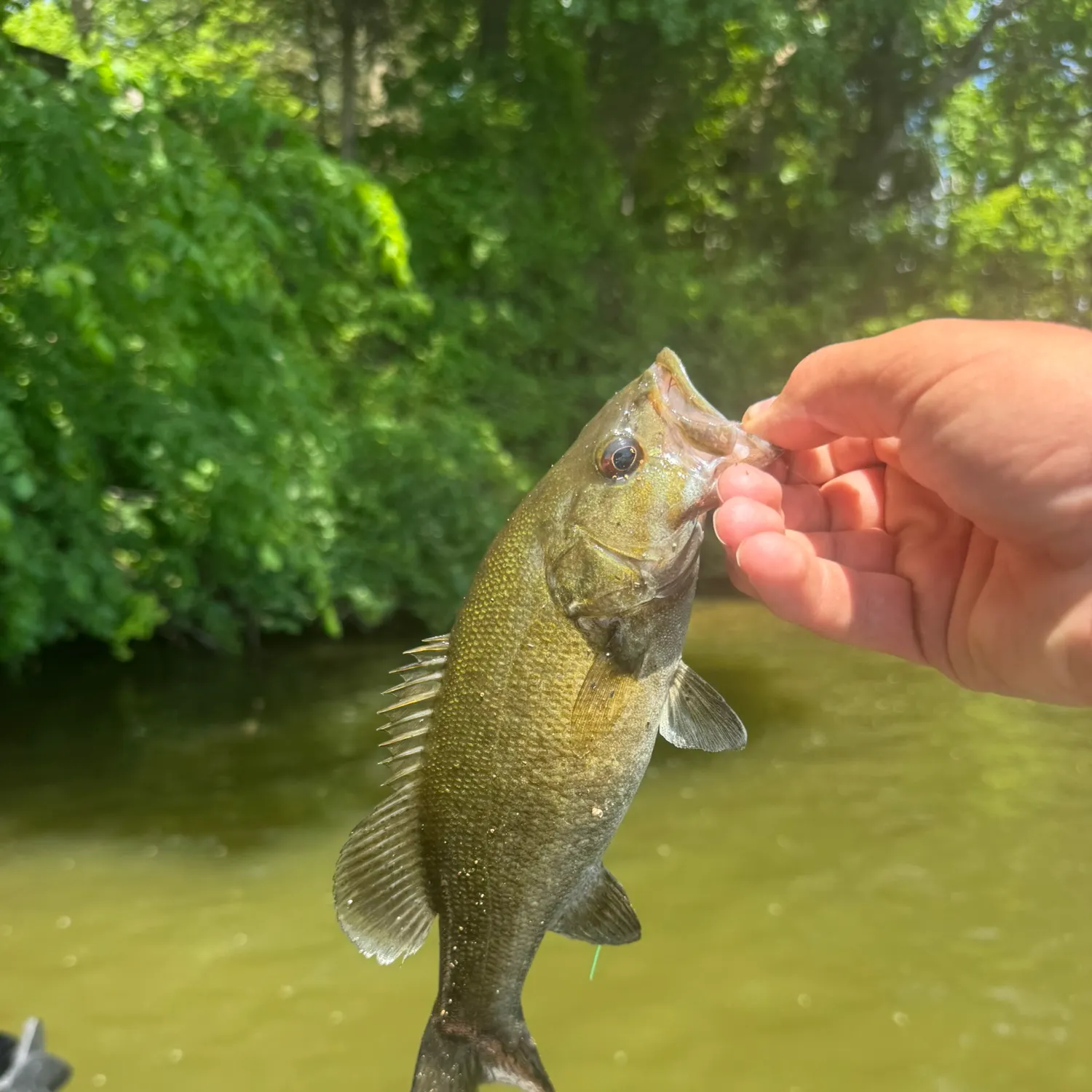 The most recent Smallmouth bass catches on Fishbrain