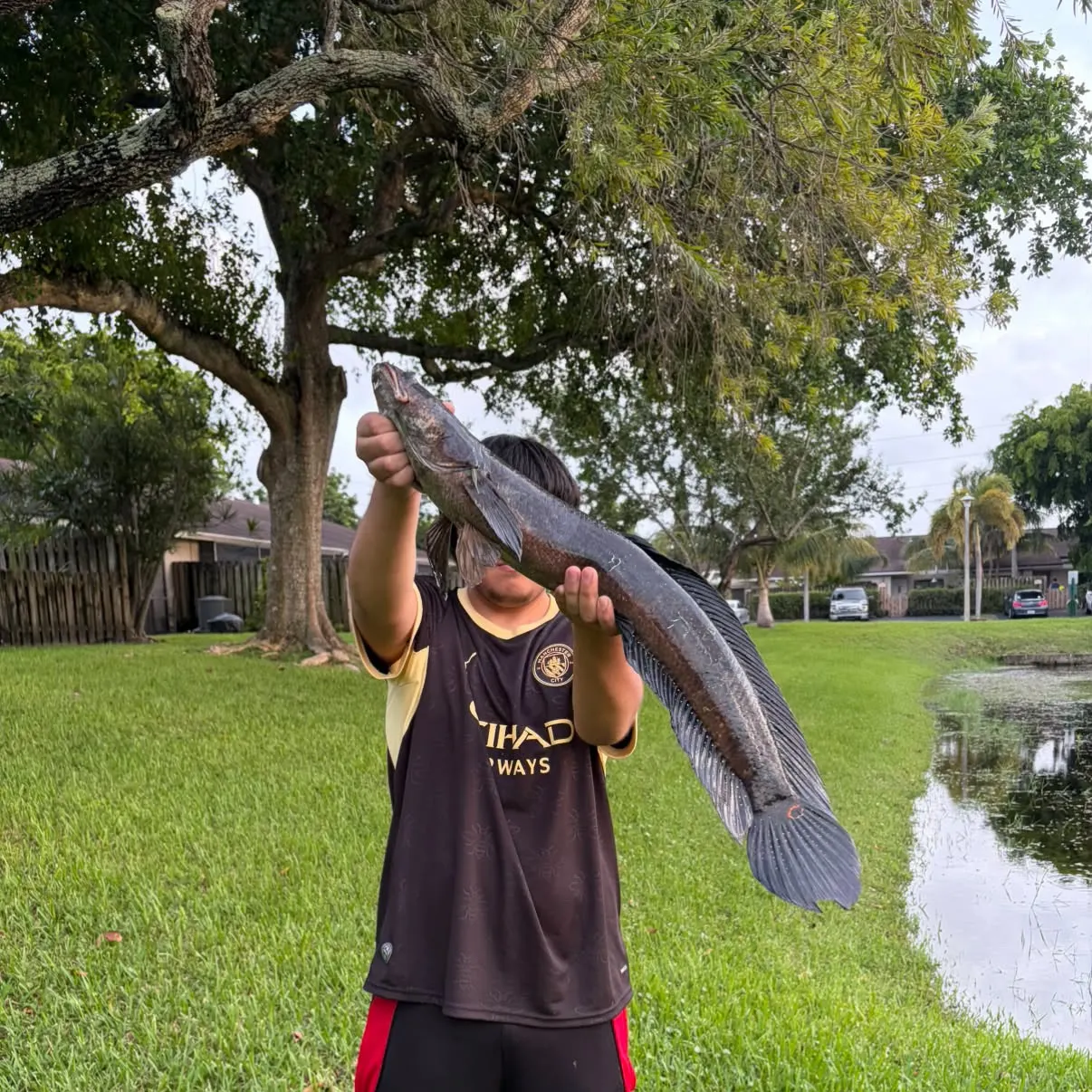 Bullseye snakehead caught on Fishbrain