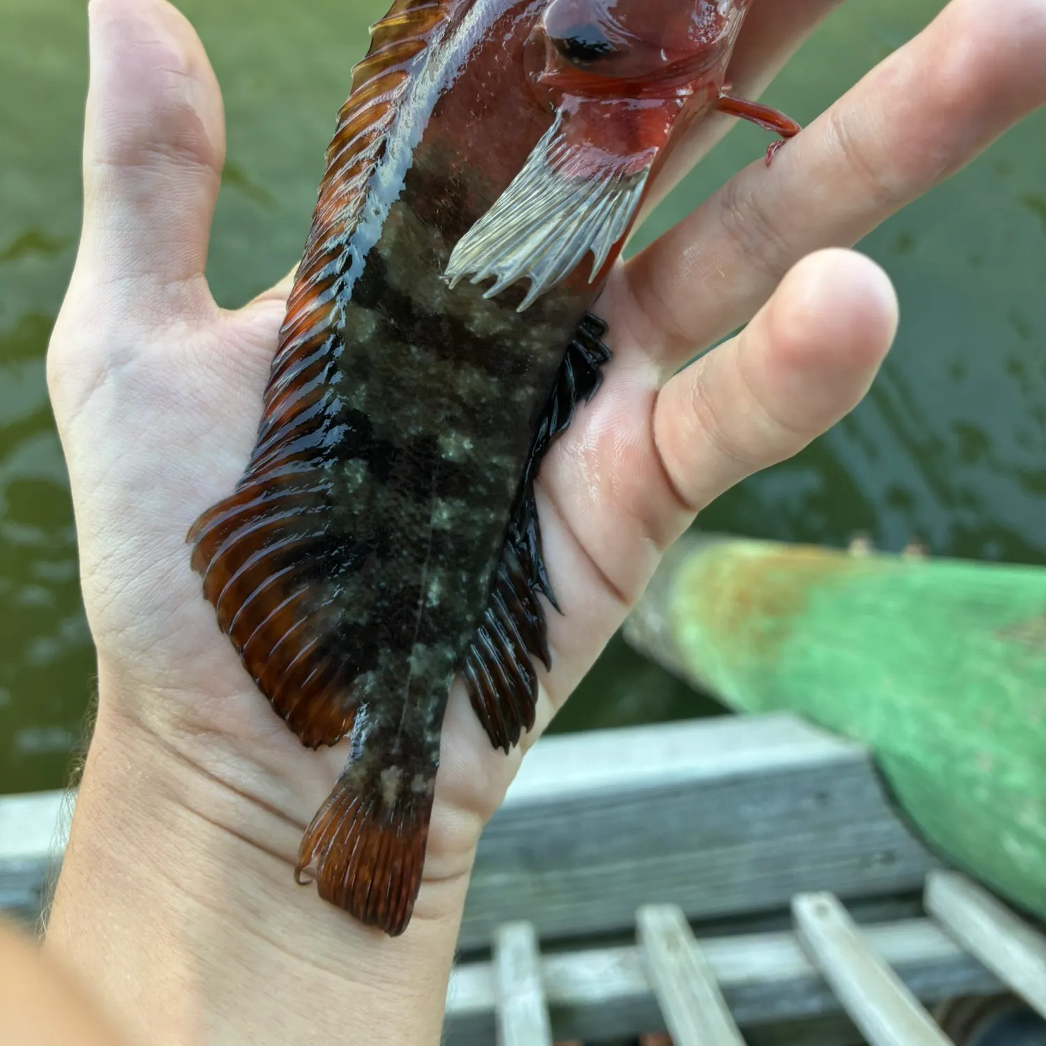 The most recent Masquerader hairy blenny catches on Fishbrain
