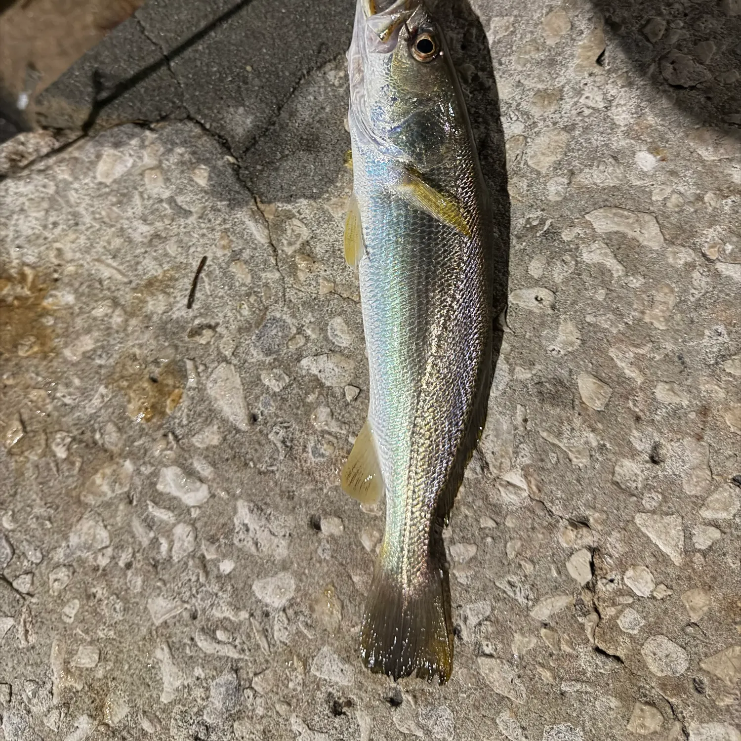 Gray weakfish caught on Fishbrain