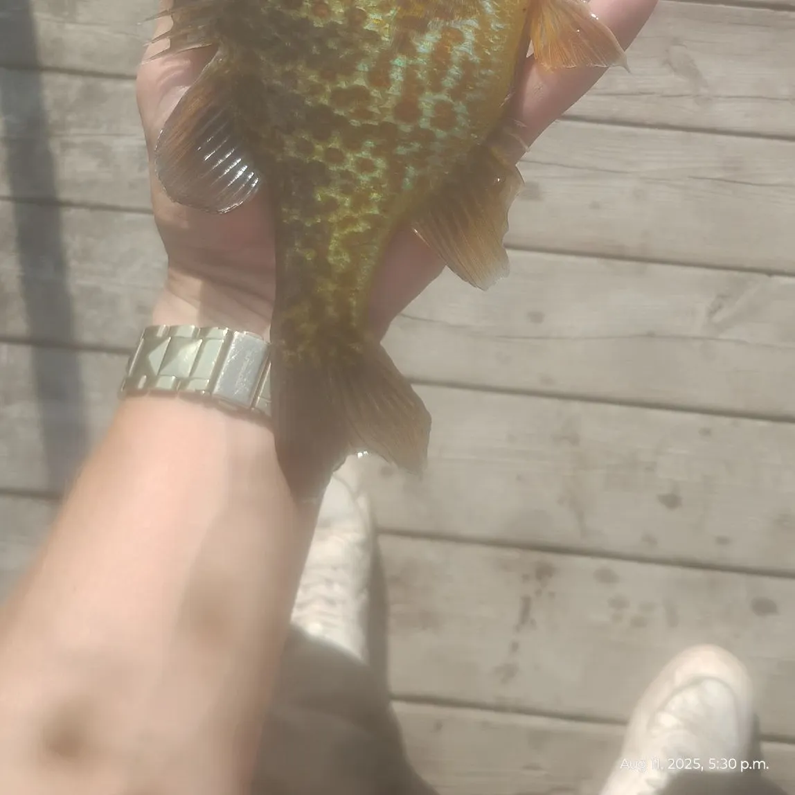 The most recent Pumpkinseed catches on Fishbrain