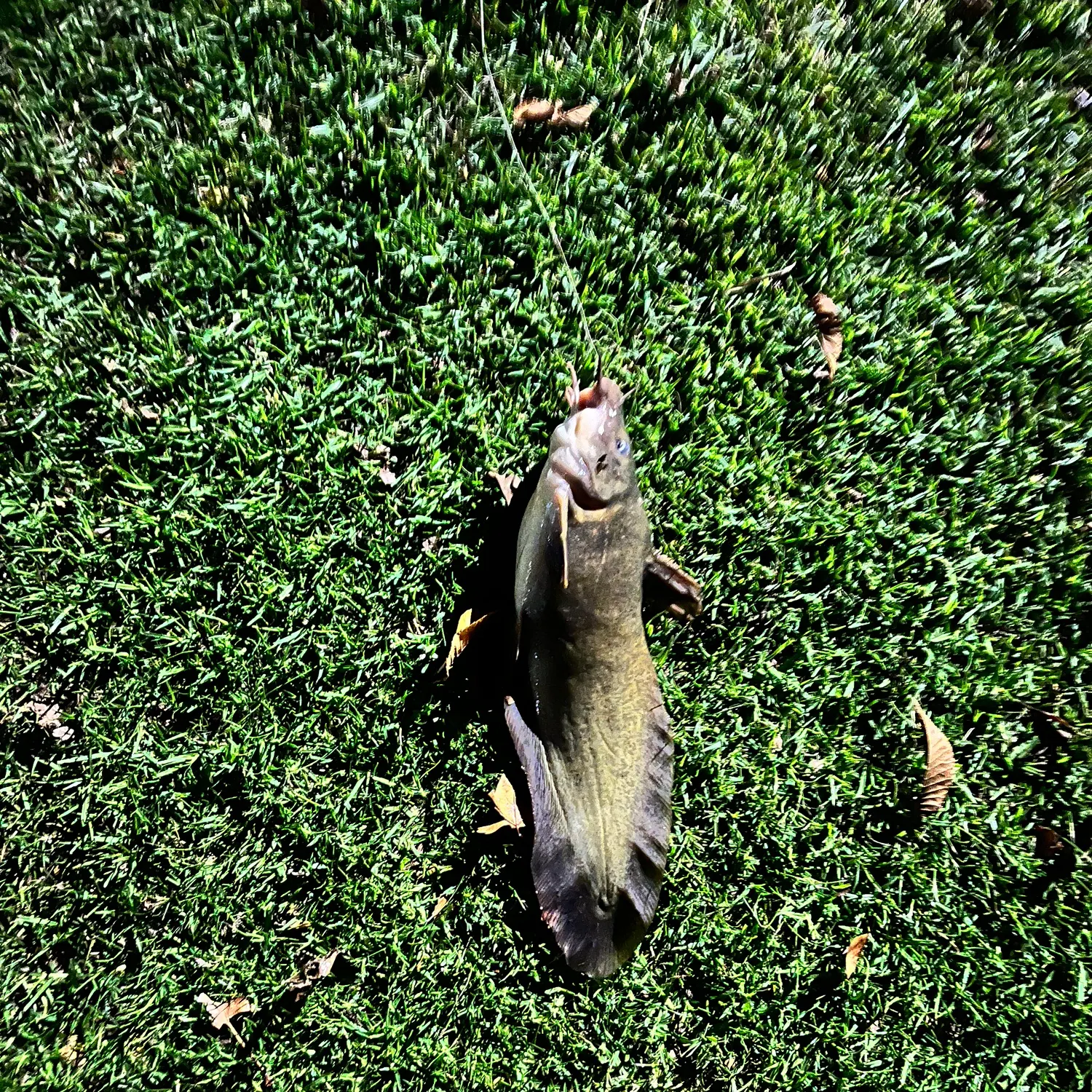 The most recent Dewfish catches on Fishbrain