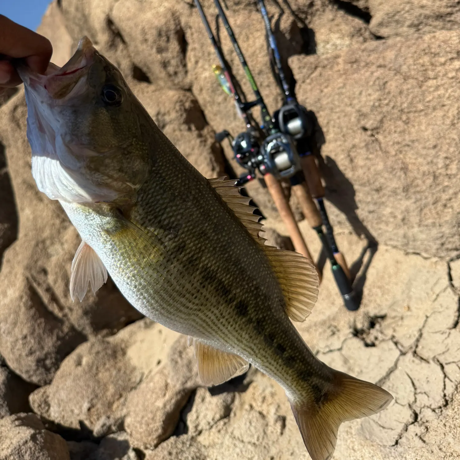 Spotted bass caught on Fishbrain